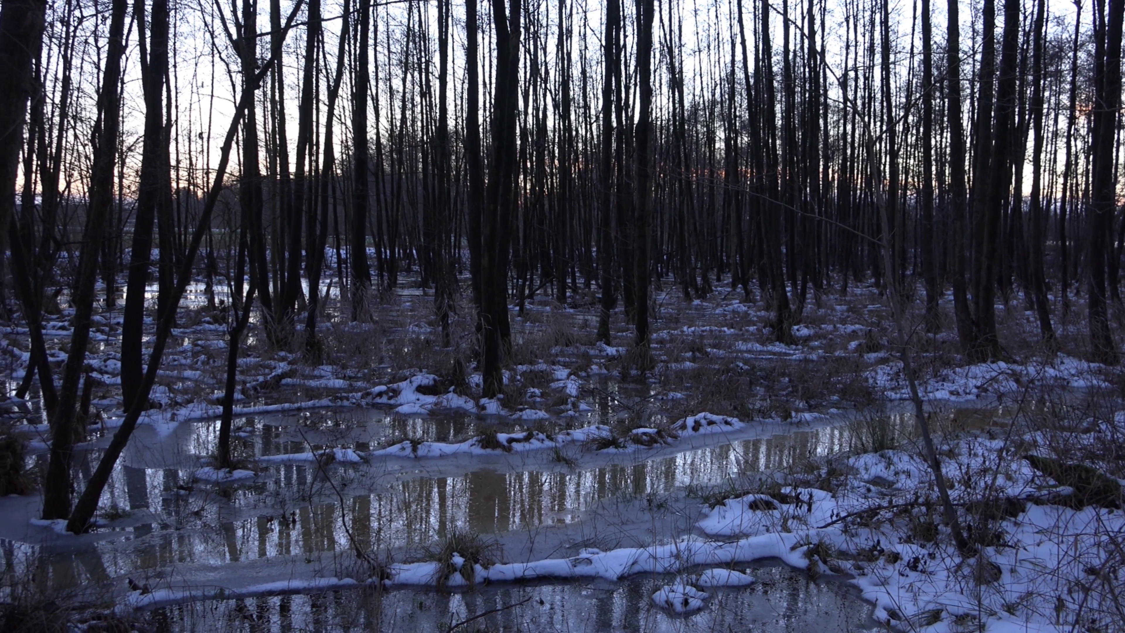 4k Swamp forest hidden nature reserve Viehmoor winter Stock Video ...