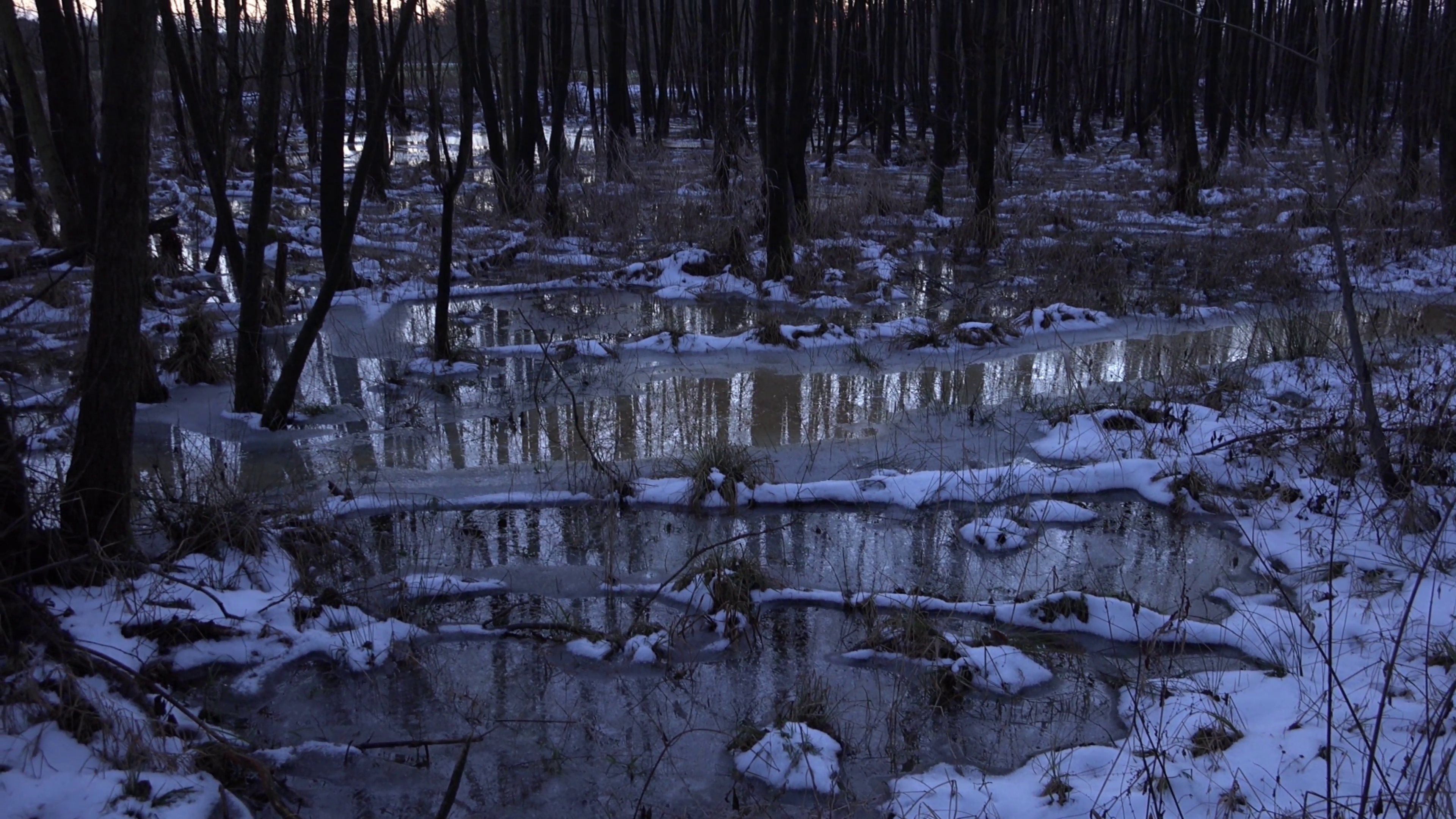 4k Swamp forest tilt hidden nature reserve winter Stock Video ...