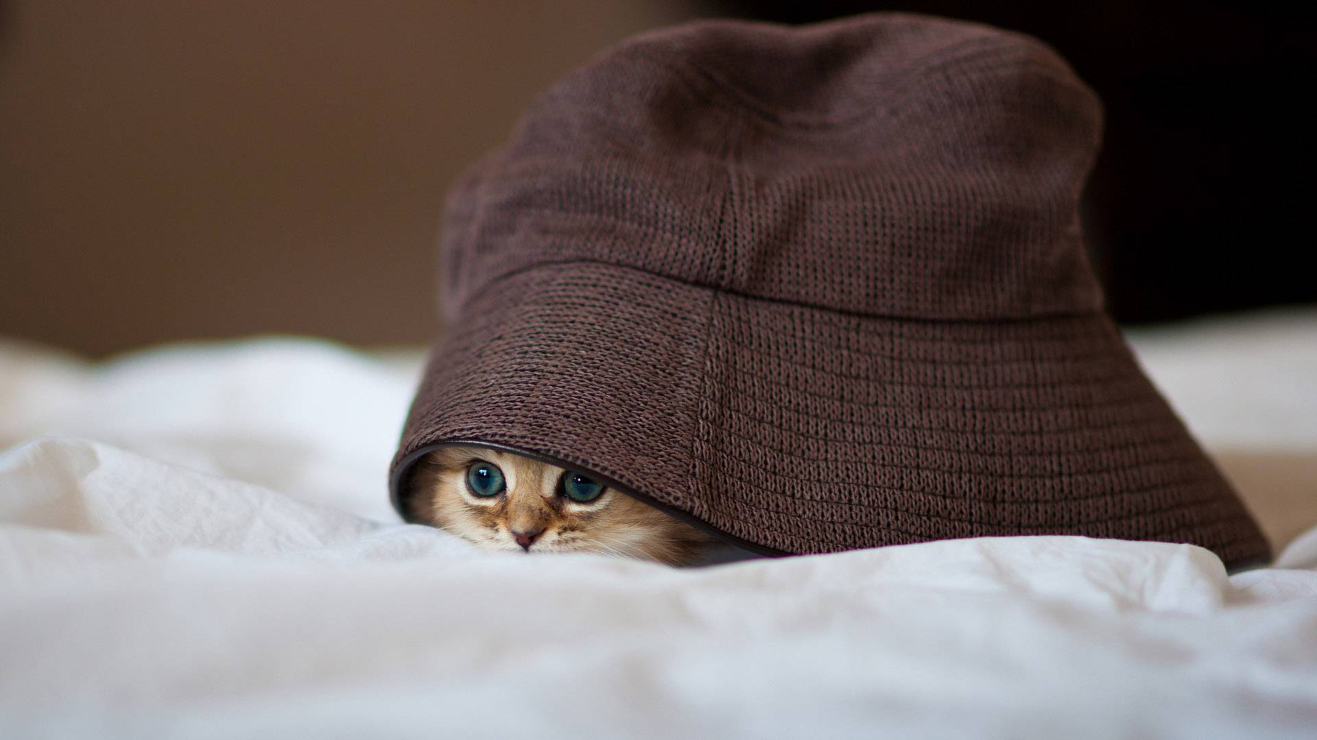 Hiding cat photo