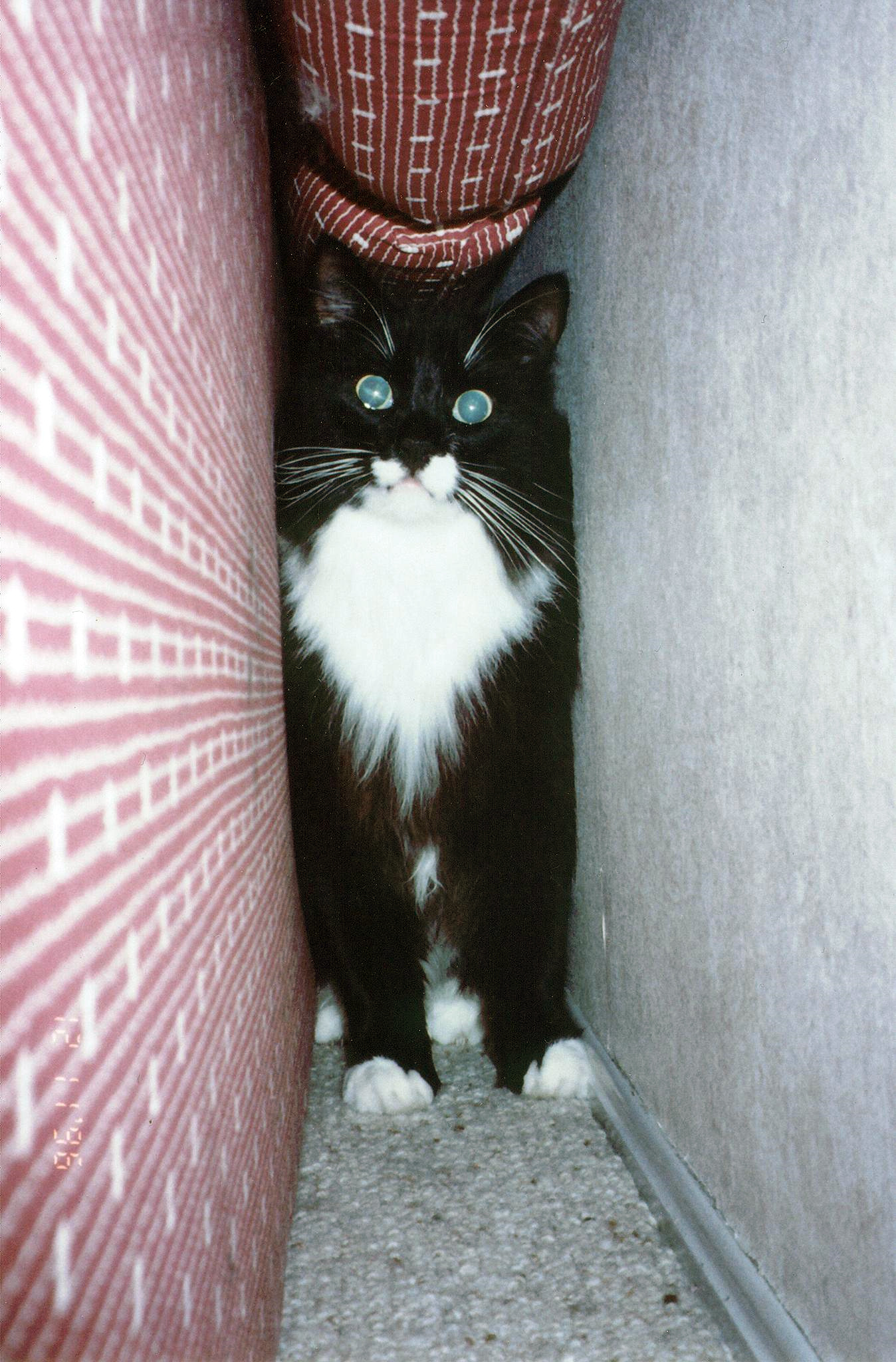 File:Cat hiding.jpg - Wikimedia Commons