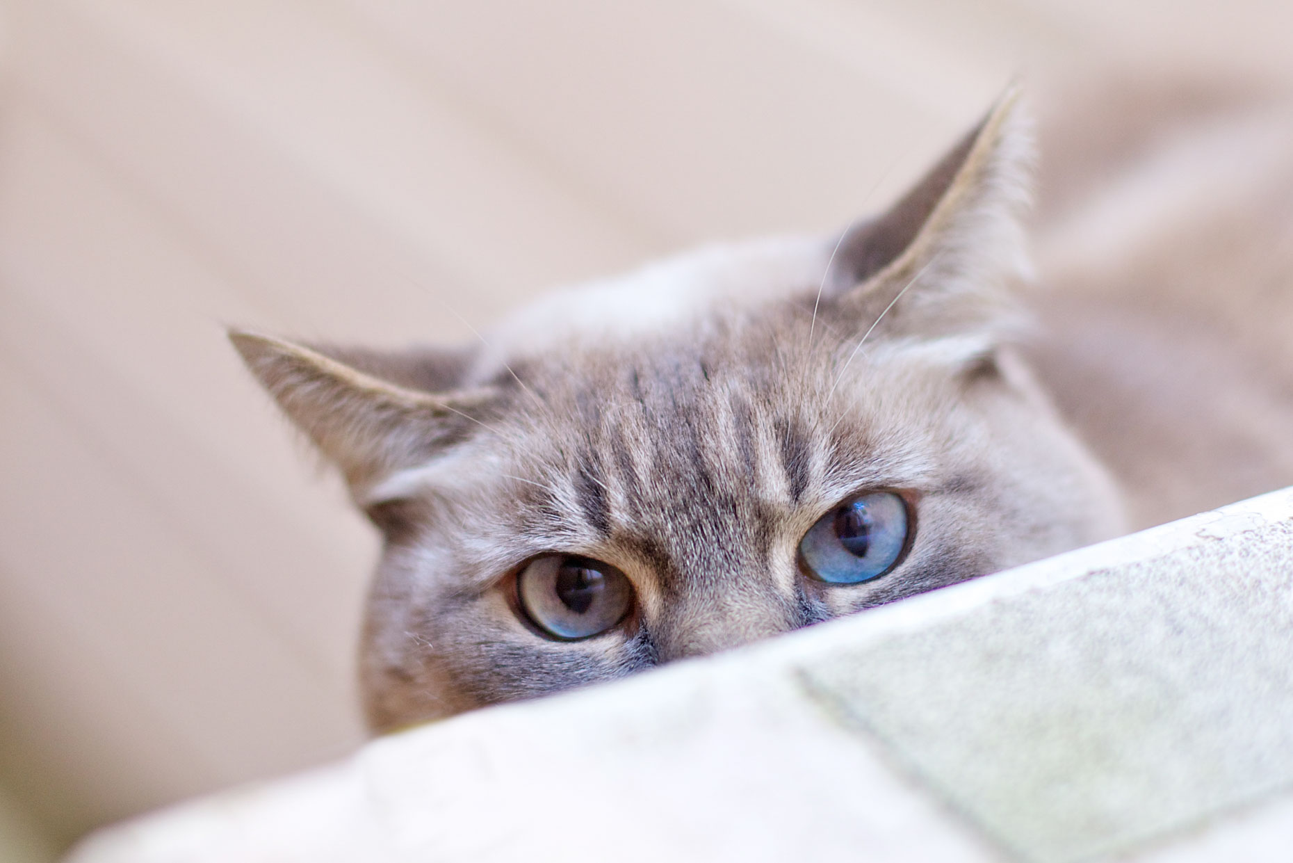 Pet Photography | Blue Eyed Cat Hiding by Mark Rogers