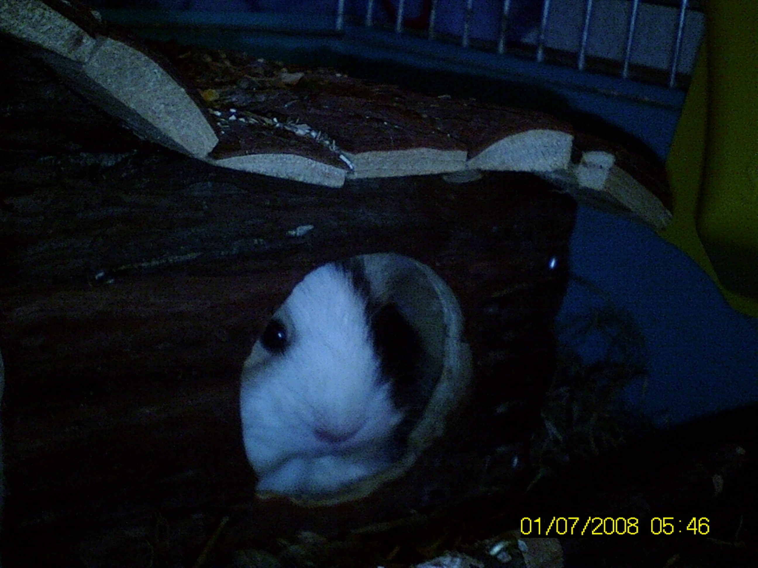 Other Pig Toffie Waiting Hiding Guinea Piglet Animated Jungle Animal ...