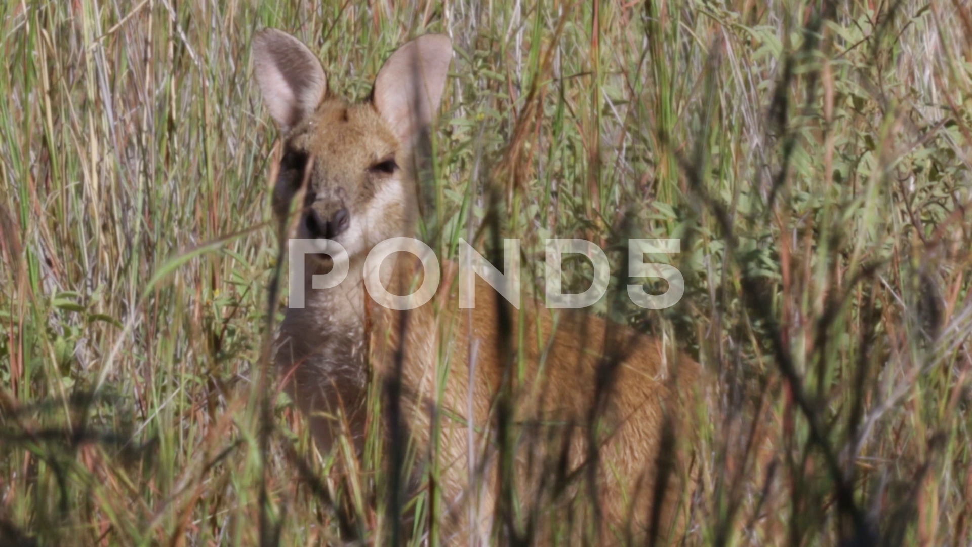 Wallaby kangaroo hiding and feeding in high grass ~ Clip #71184892