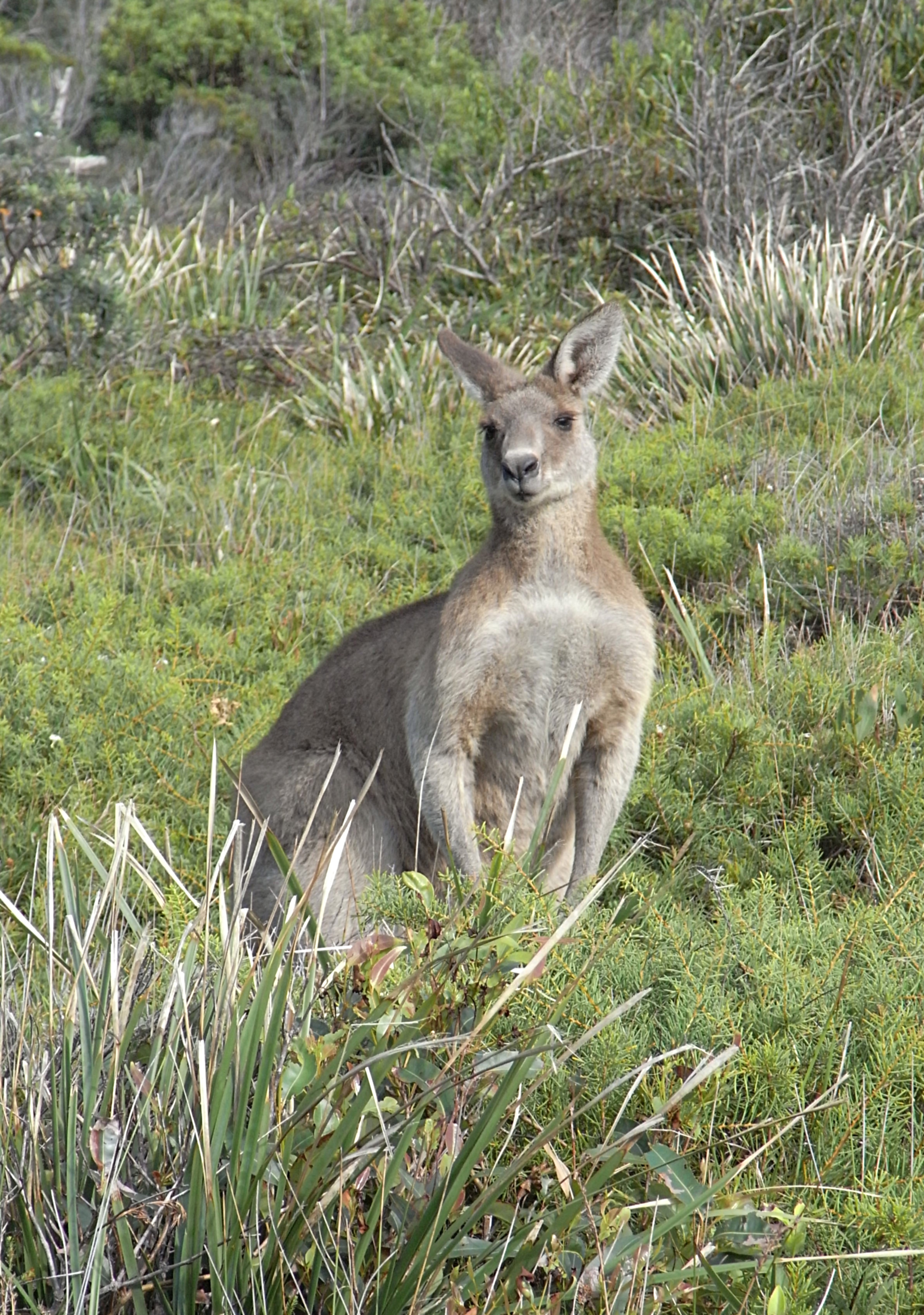 File:Eastern Grey Kangaroo Hiding.JPG - Wikimedia Commons