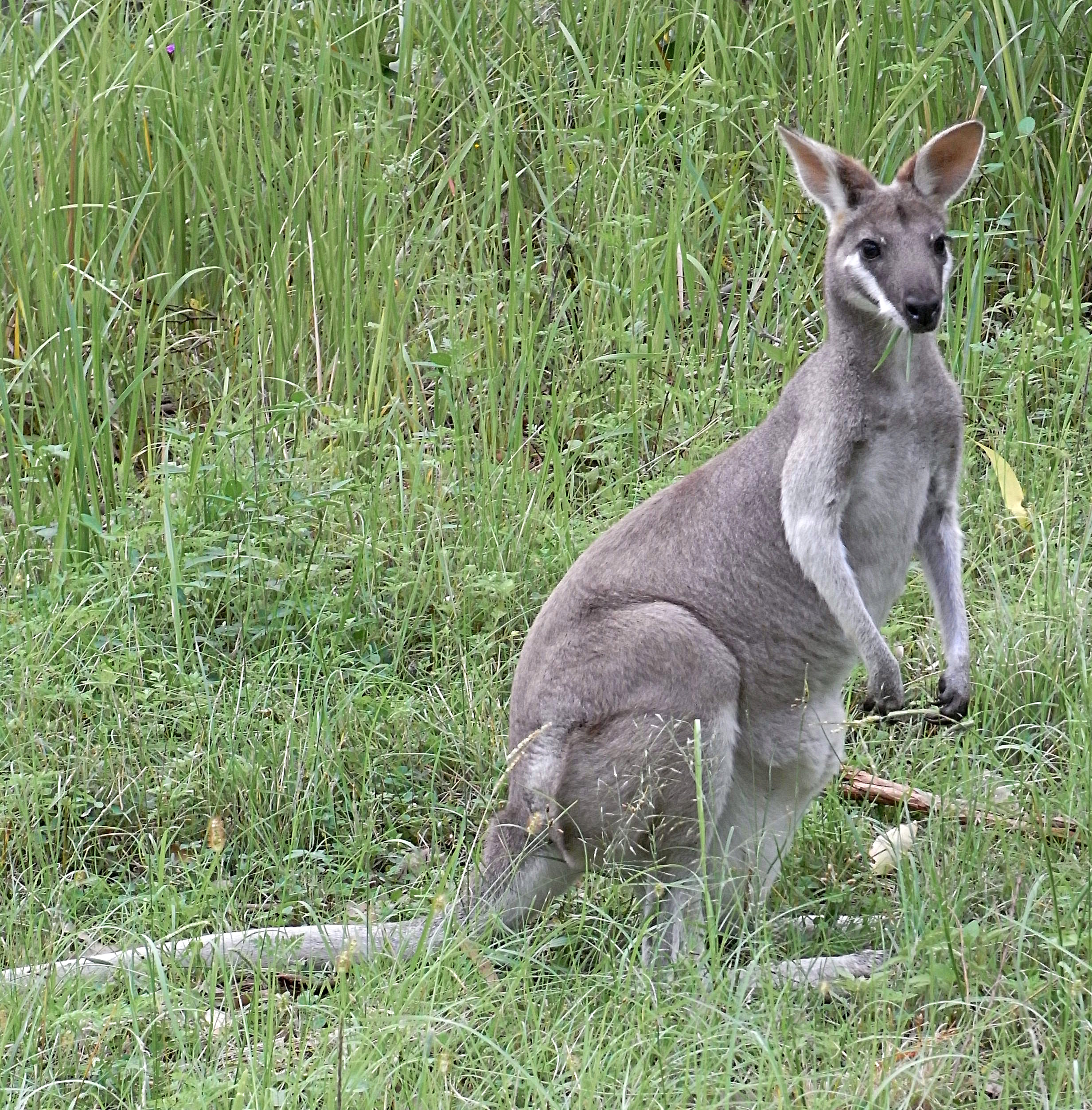 Whiptail wallaby - Wikiwand