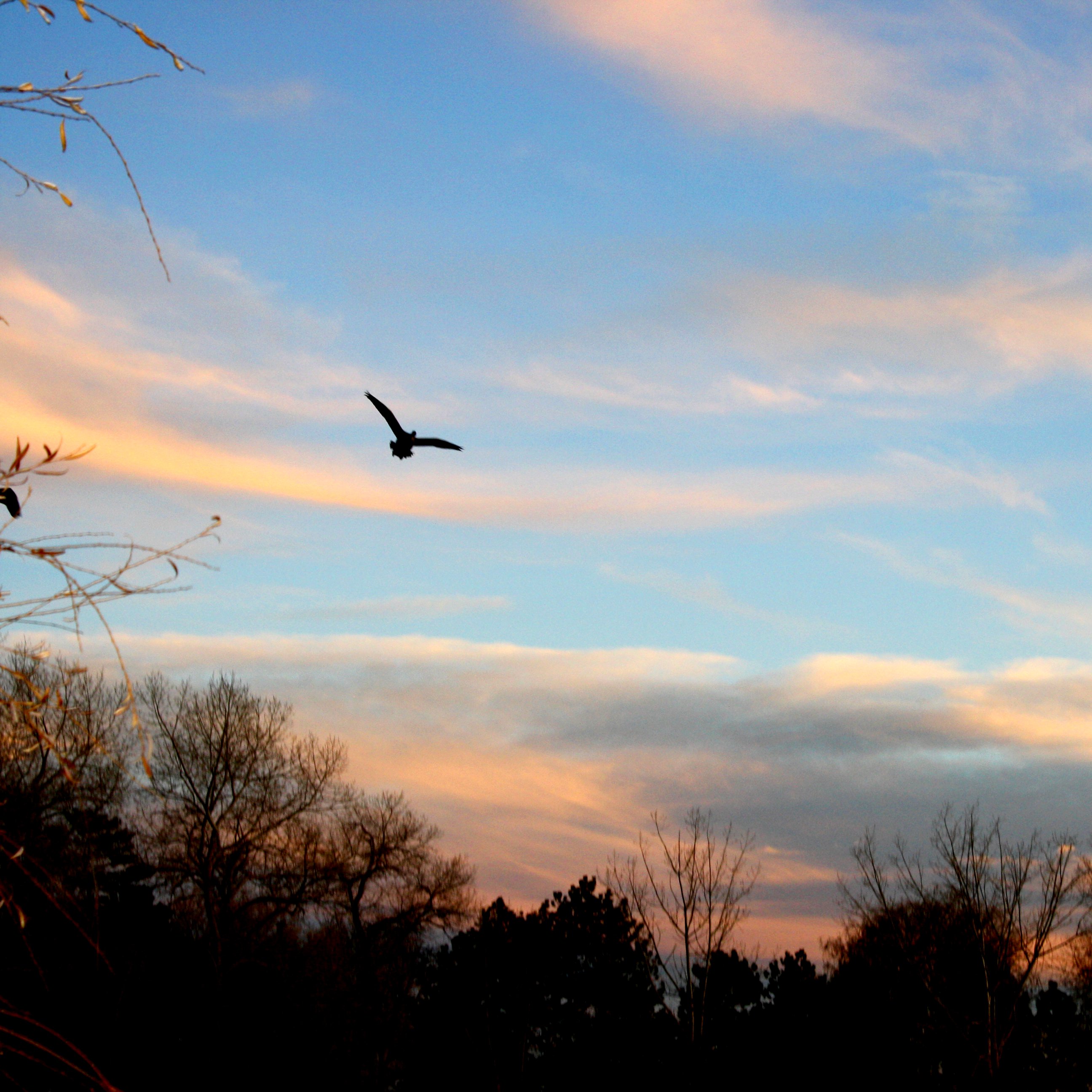Flying Bird at Sunset Picture | Free Photograph | Photos Public Domain