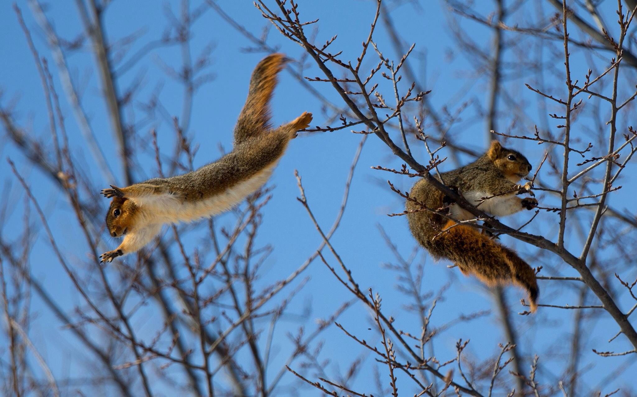 High flying squirrel in Nebraska. | Squirrels | Pinterest | Flying ...