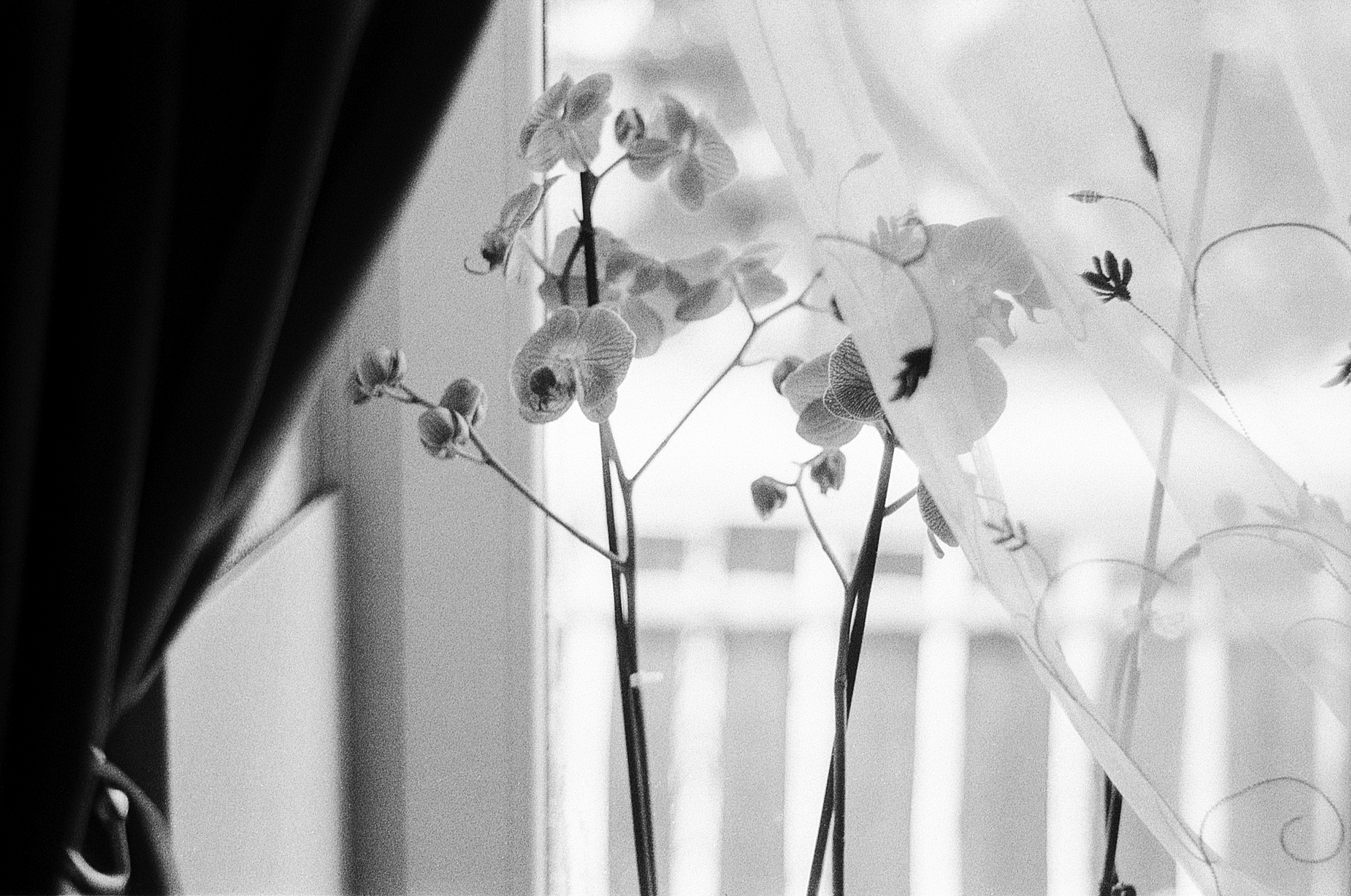High key orchid, 50mm, Ilford, Ussr, Staybrokeshootfilm, HQ Photo