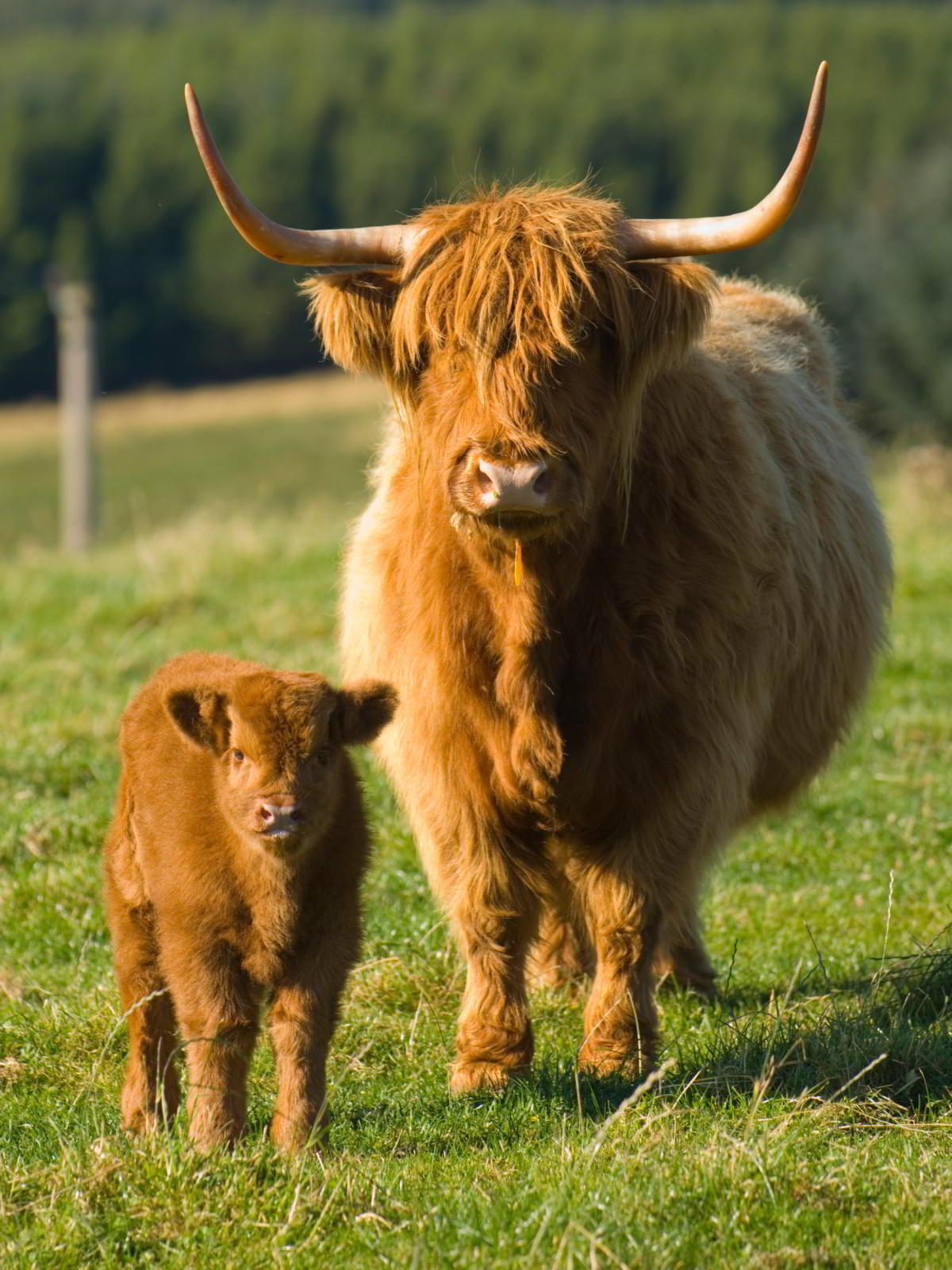 Highland cattle photo