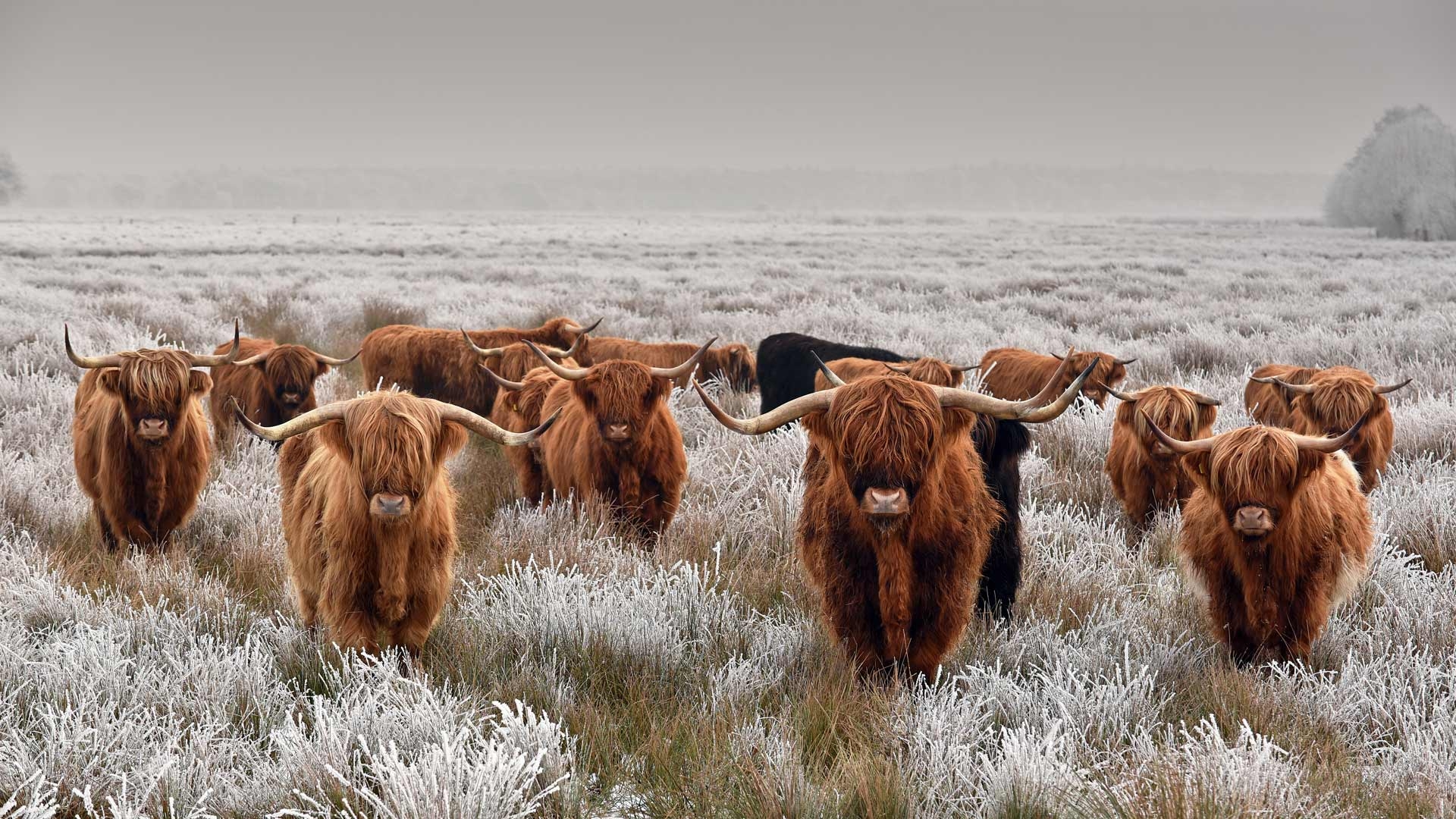 Bing Image Archive: Herd of Highland cattle in winter (© René van ...