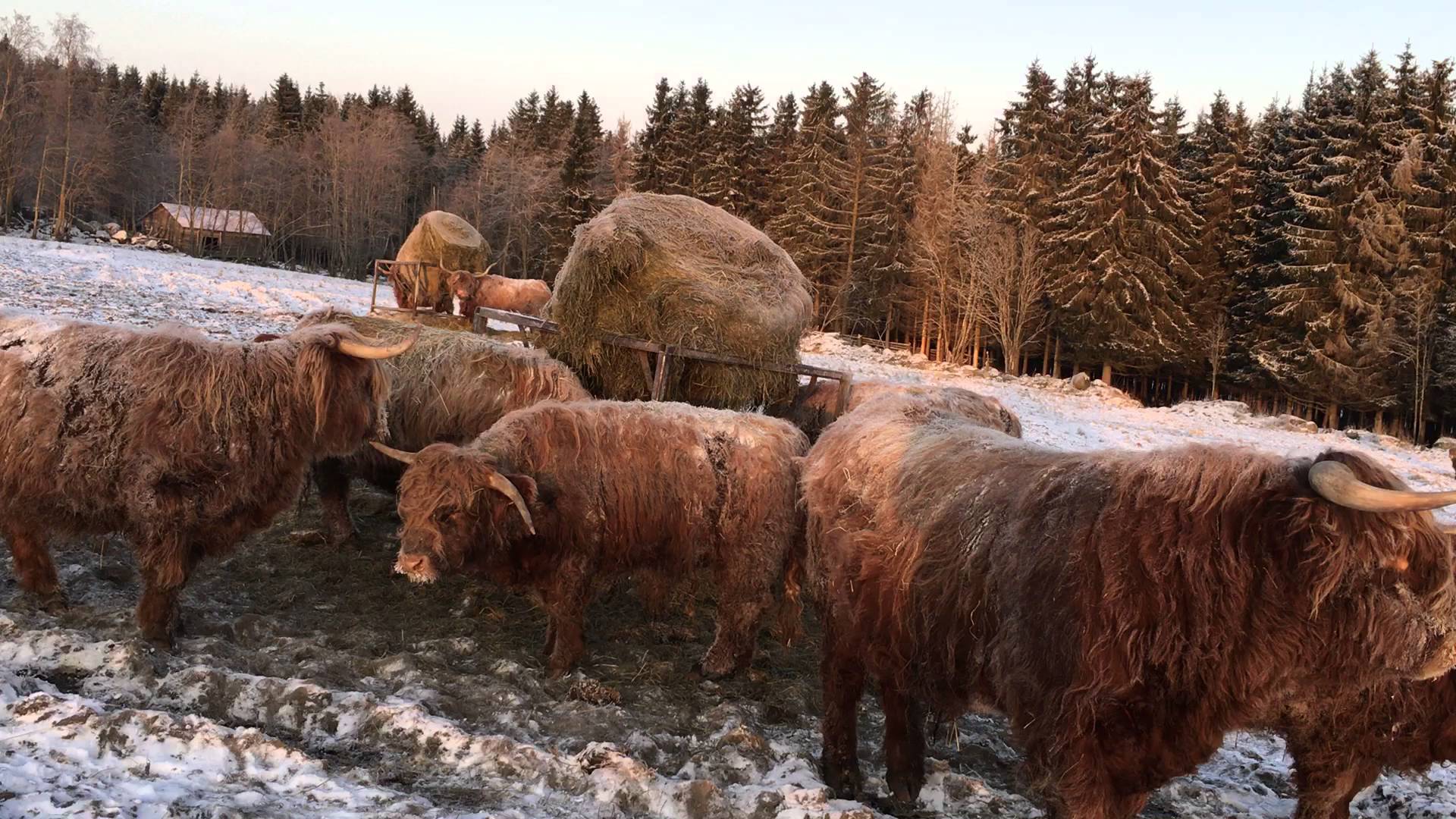 Scottish Highland Cattle In Finland: -26C / -14.8F Weather 6th of ...
