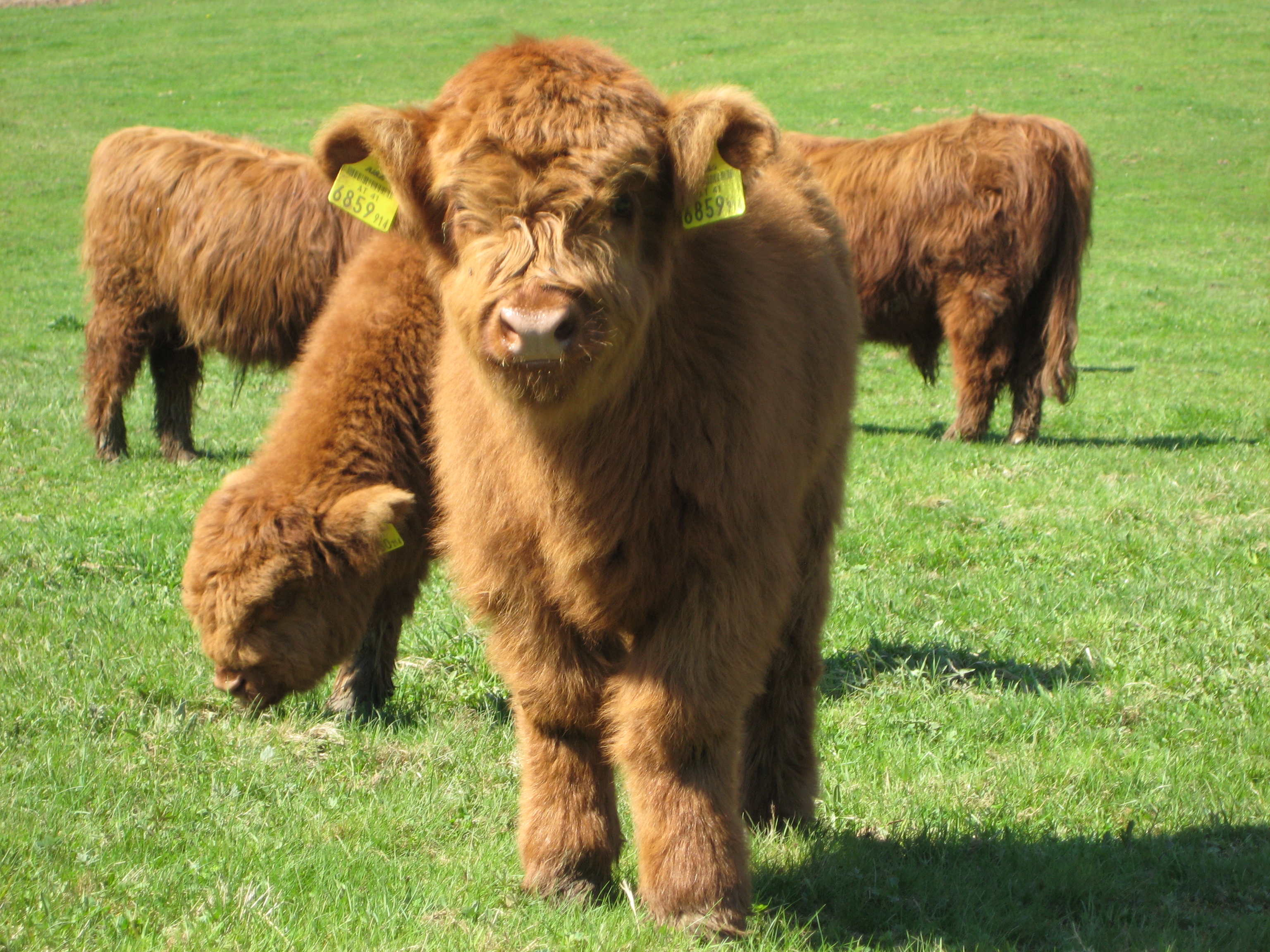 File:Highland Cattle 4.jpg - Wikimedia Commons