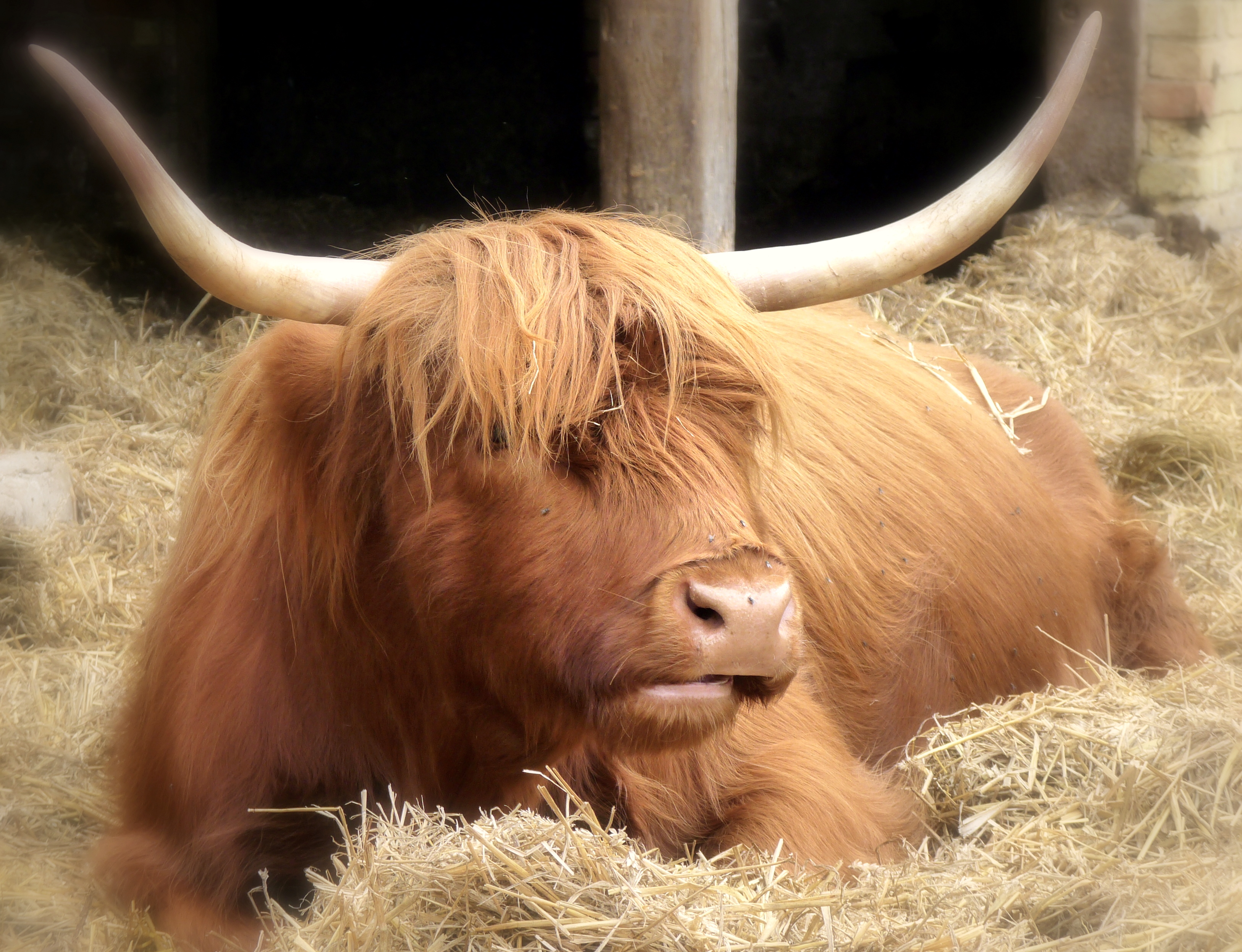 Highland cow photo