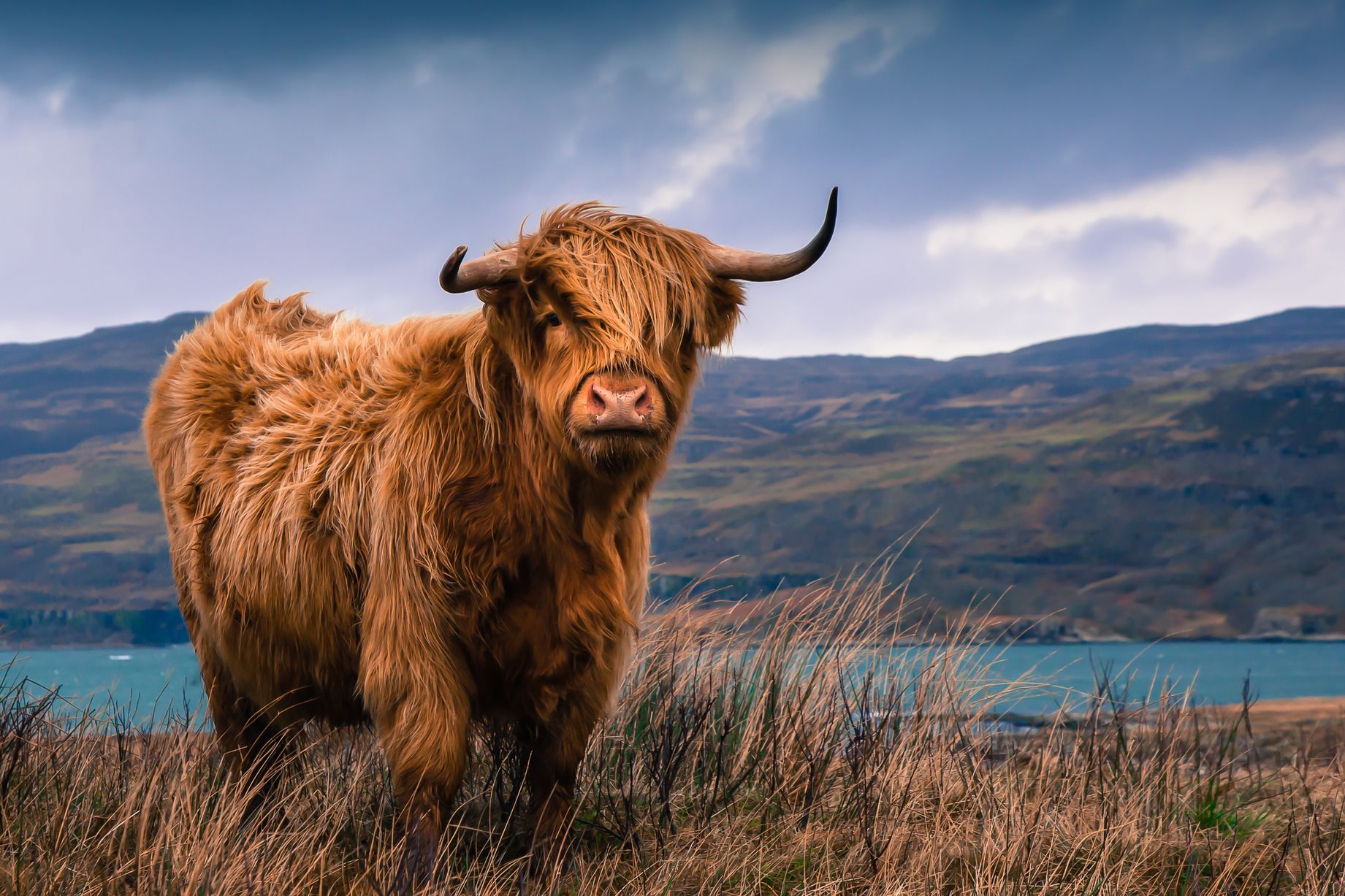 Cattle of Europe: the Highland Cow of Scotland : europe