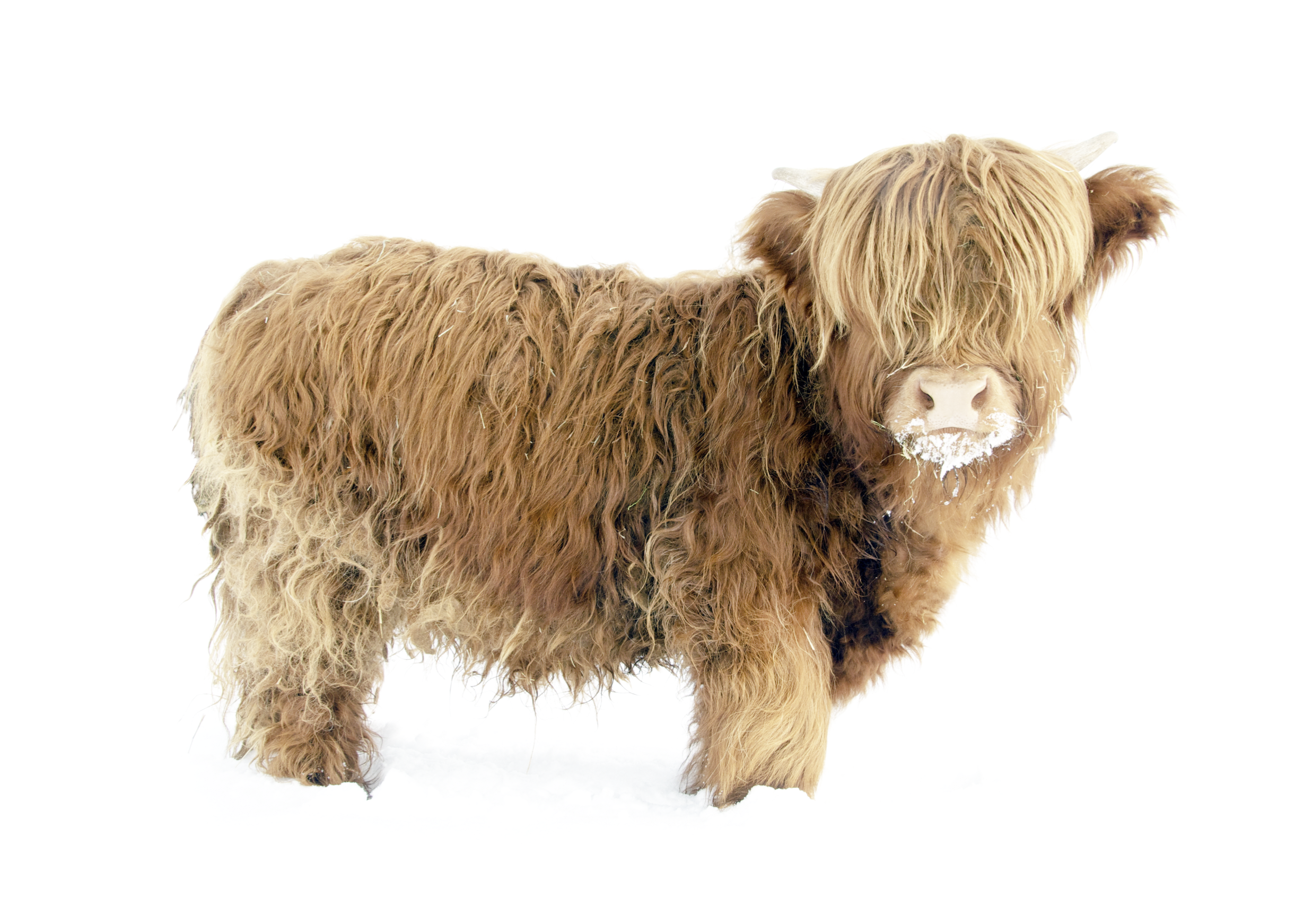 Tiffany the Highland Cow – Hustle Living