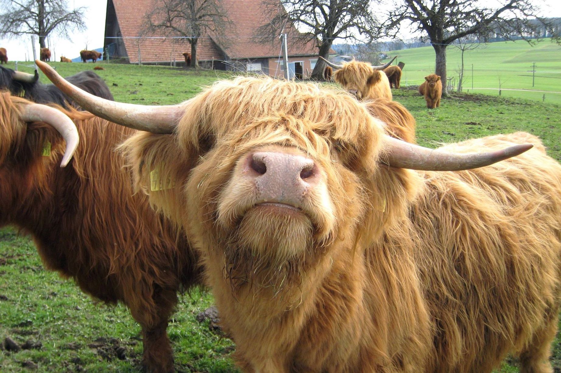 Flic Everett: I've developed a fear of Highland cows.. I thought ...