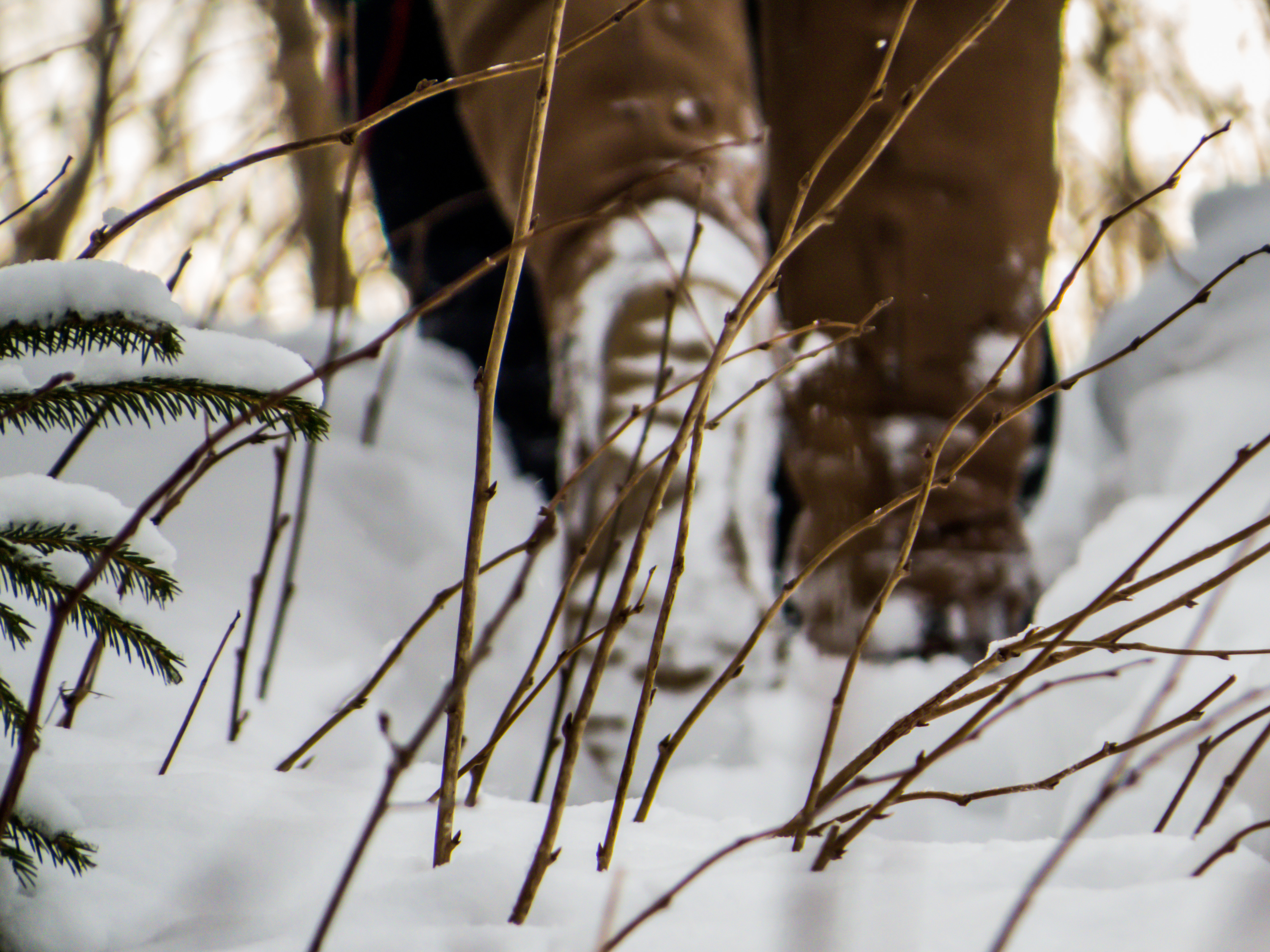 Hiking in winter, Woods, Woman, Winter, Sport, HQ Photo