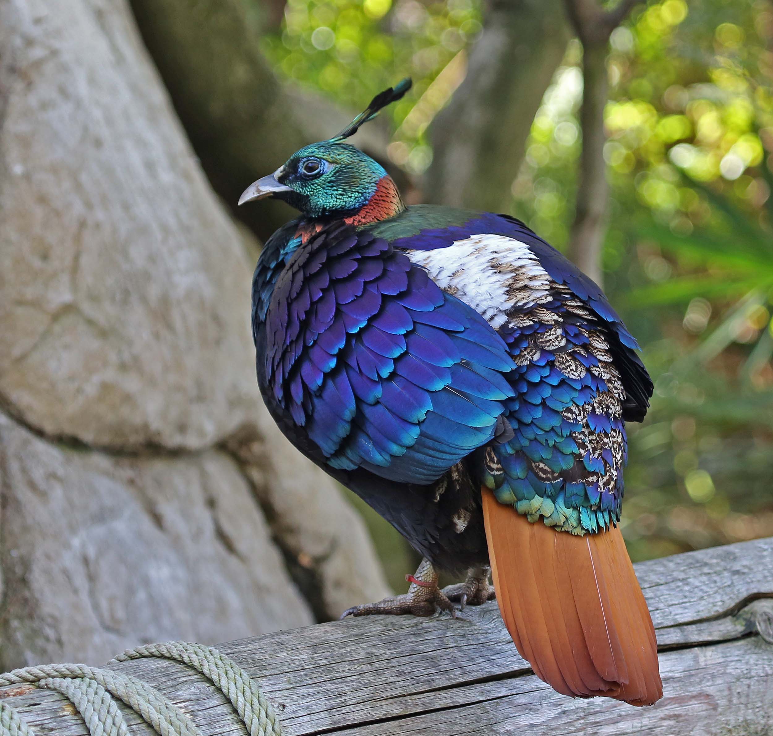 Pictures and information on Himalayan Monal