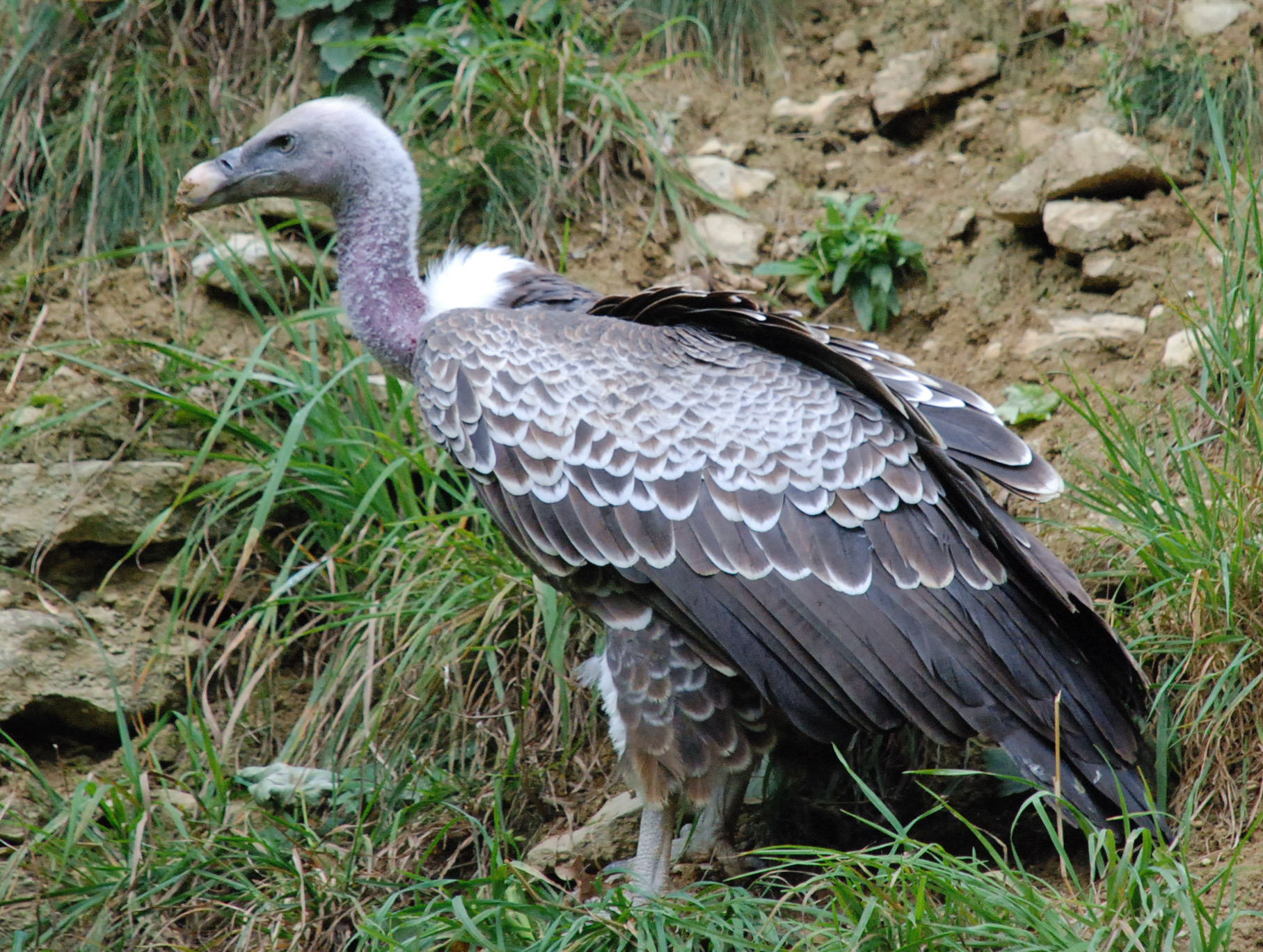 File:Himalayan Griffon Vulture.jpg - Wikimedia Commons