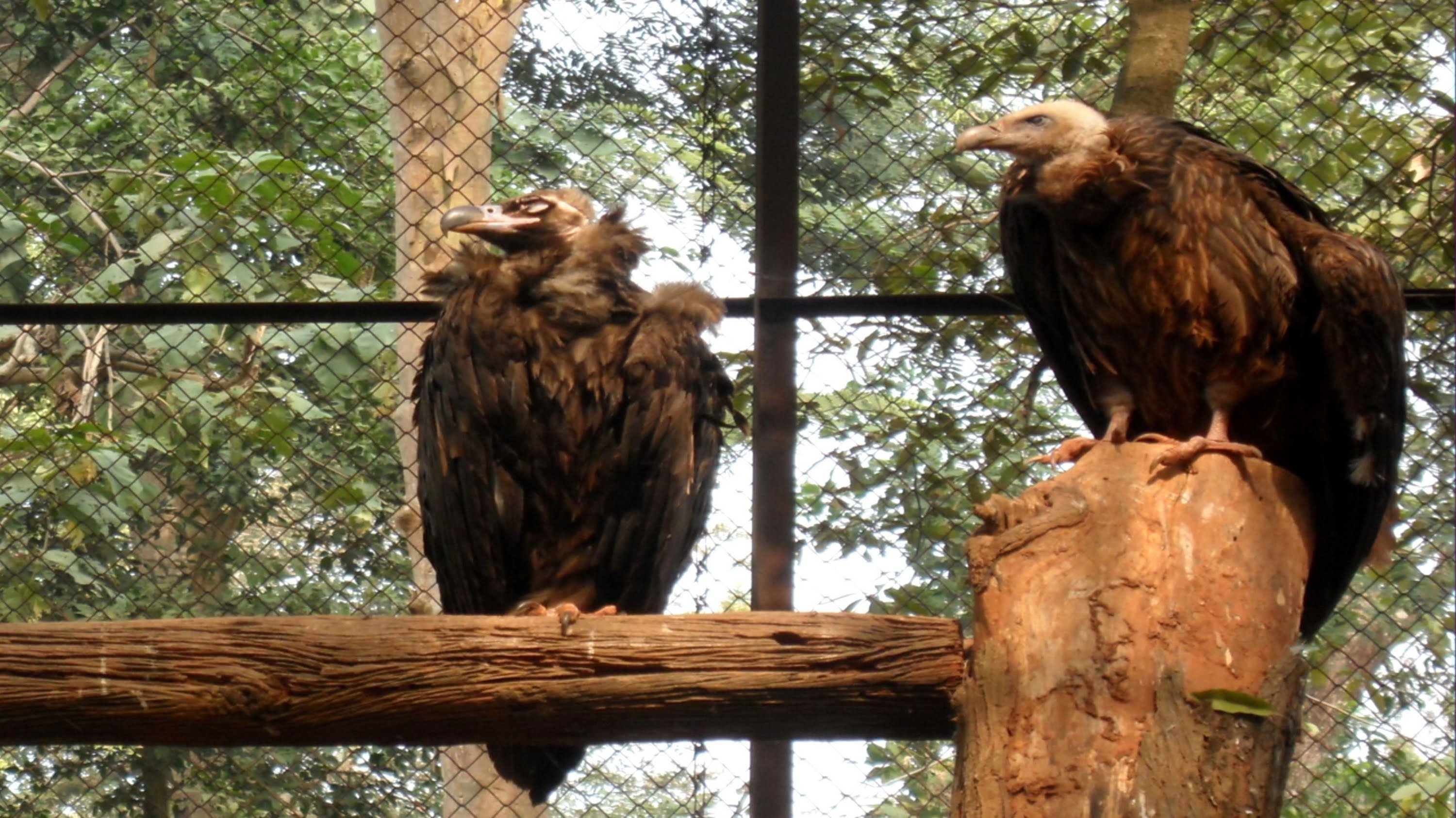 Himalayan Vulture or Himalayan Griffon Vulture - YouTube