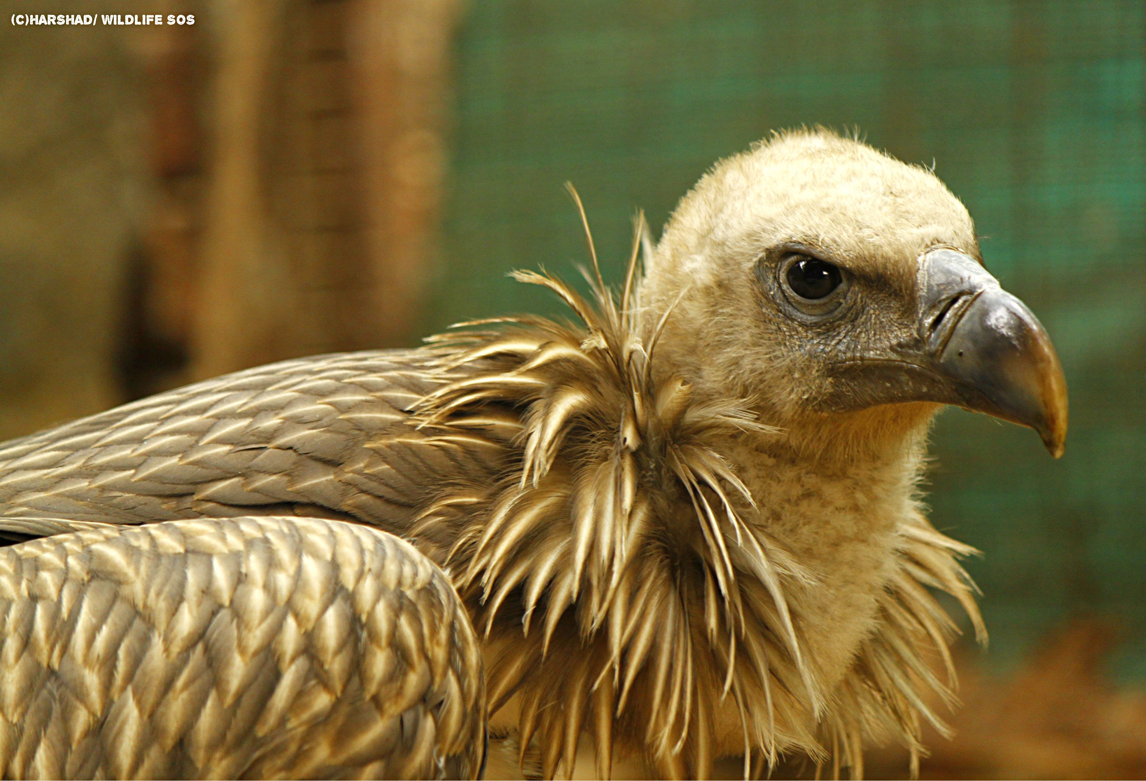 Himalayan Griffon Vulture ! 1.The Himalayan griffon (Gyps ...