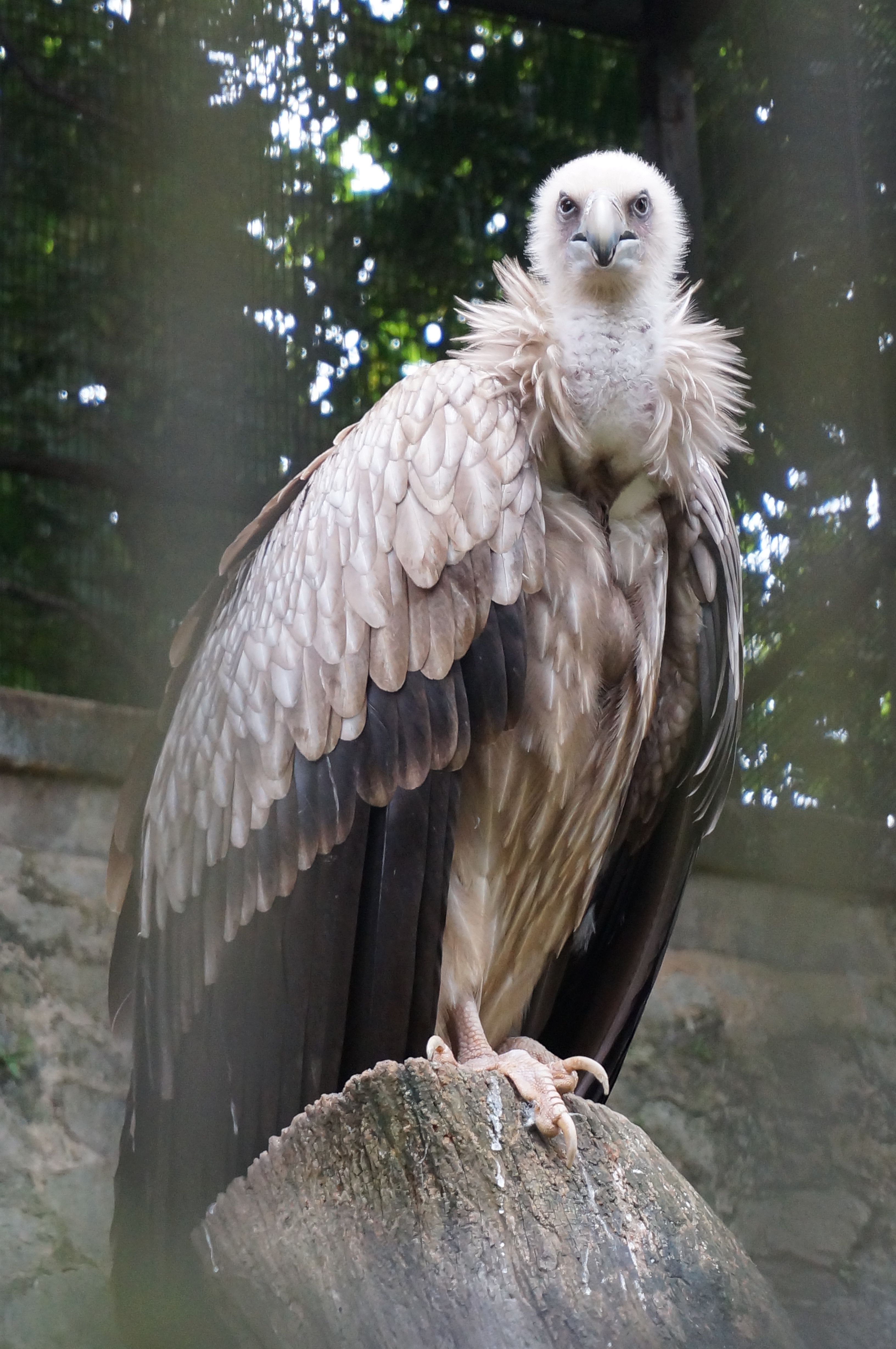 Himalayan Griffon Vulture! Two of them was found in Orchard Rd in ...
