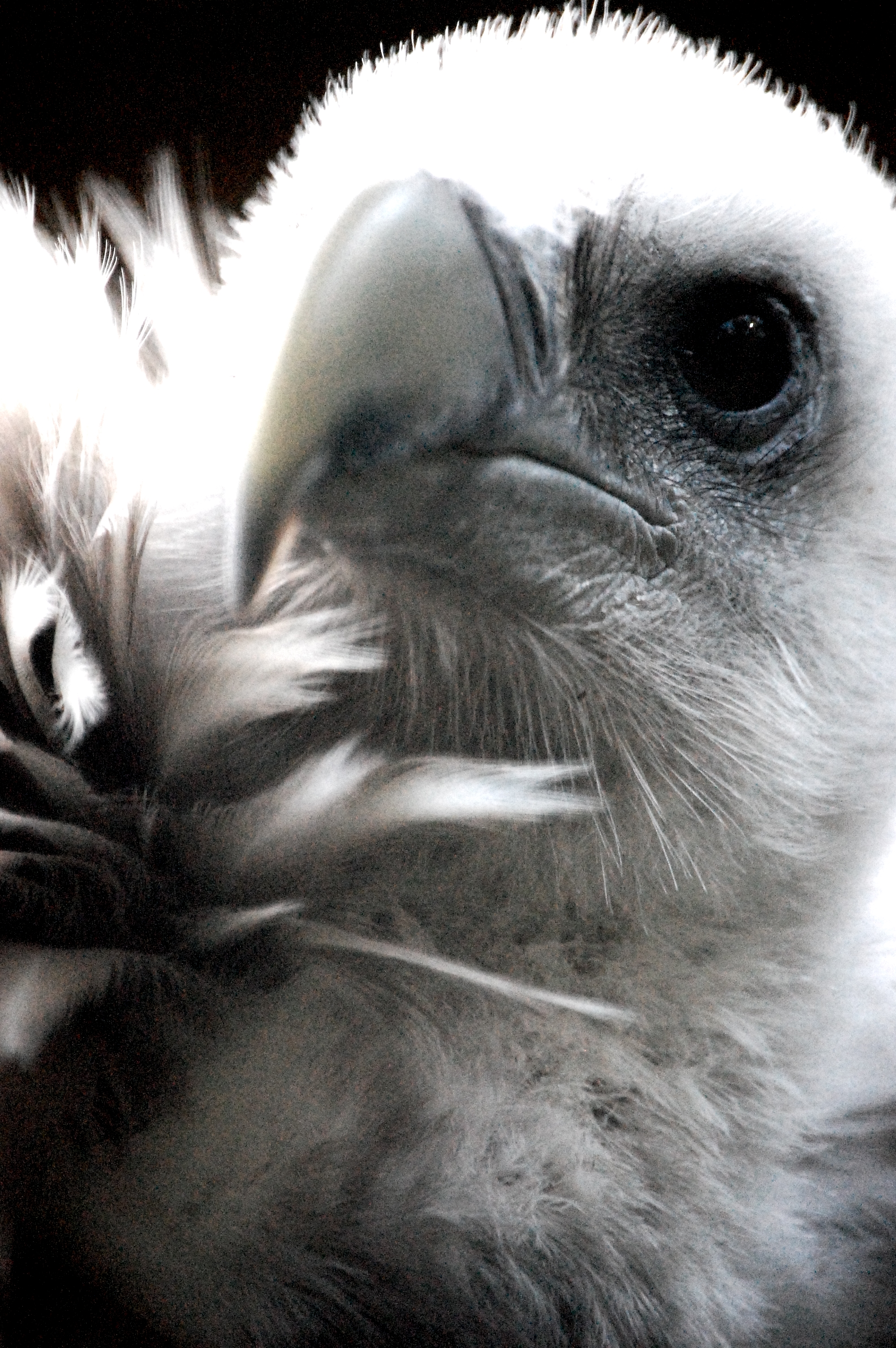 Free photo: Himalayan Vulture - Beak, Bird, Eye - Free Download - Jooinn