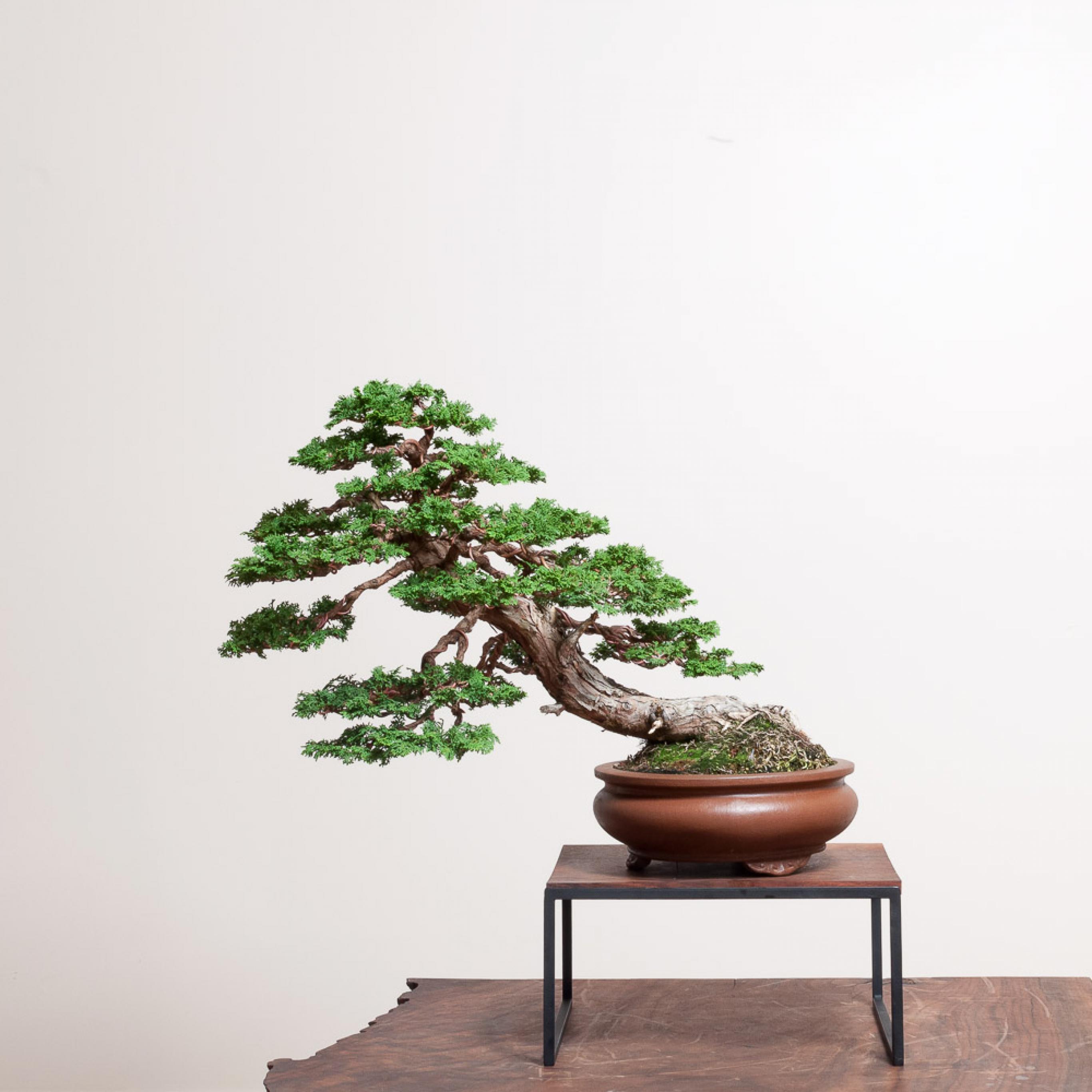 Hinoki cypress bonsai photo