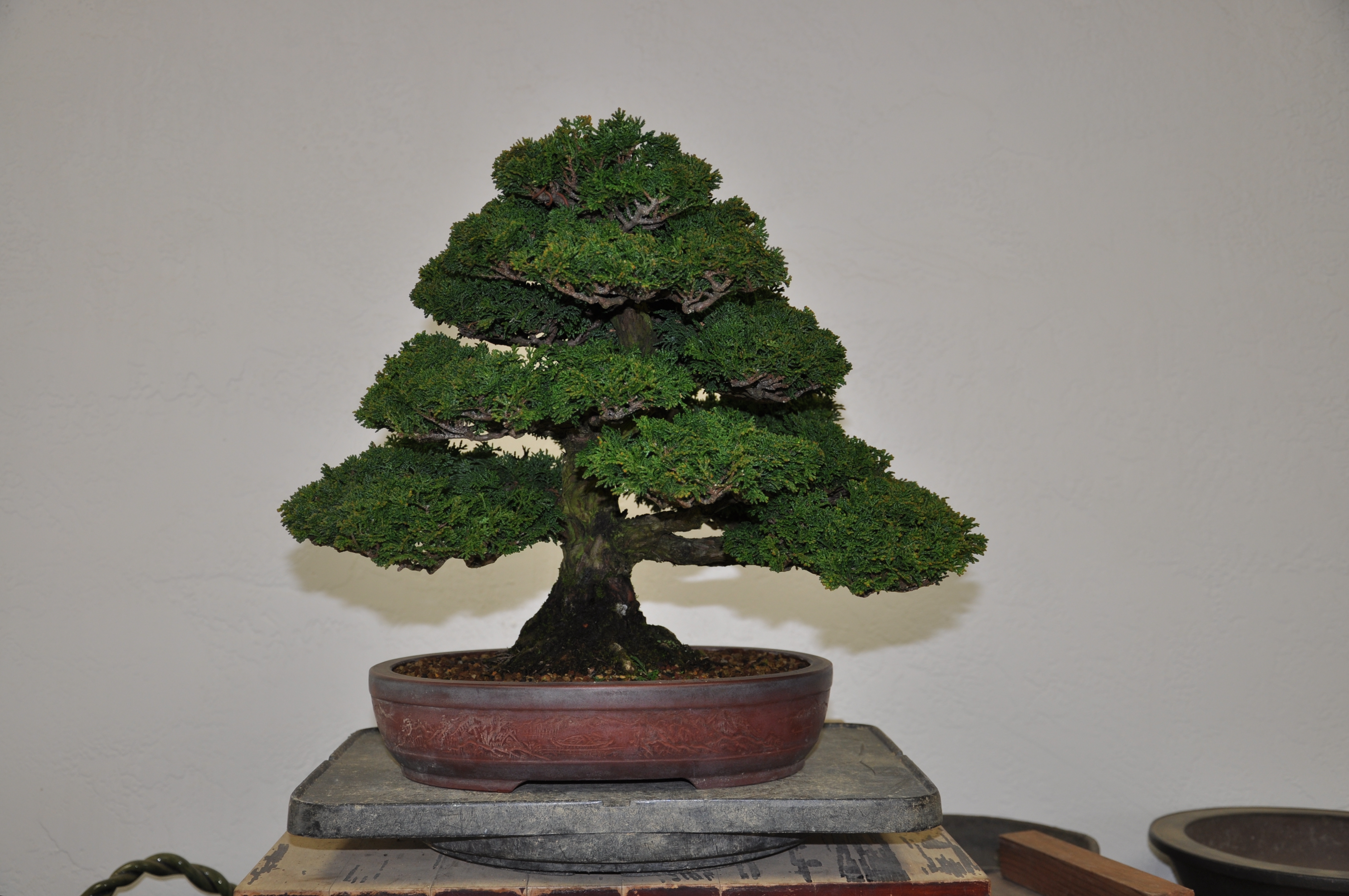 Hinoki Cypress | Bay Island Bonsai