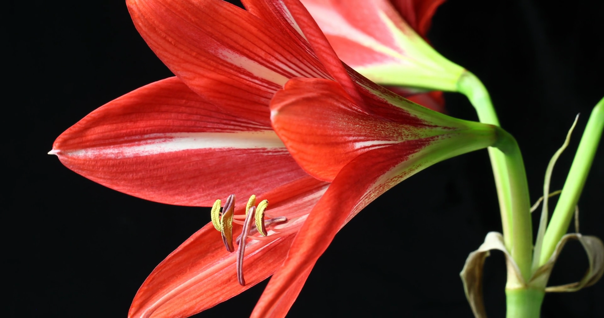 Plant flower opening time lapse Amaryllis blooming (Hippeastrum sp ...