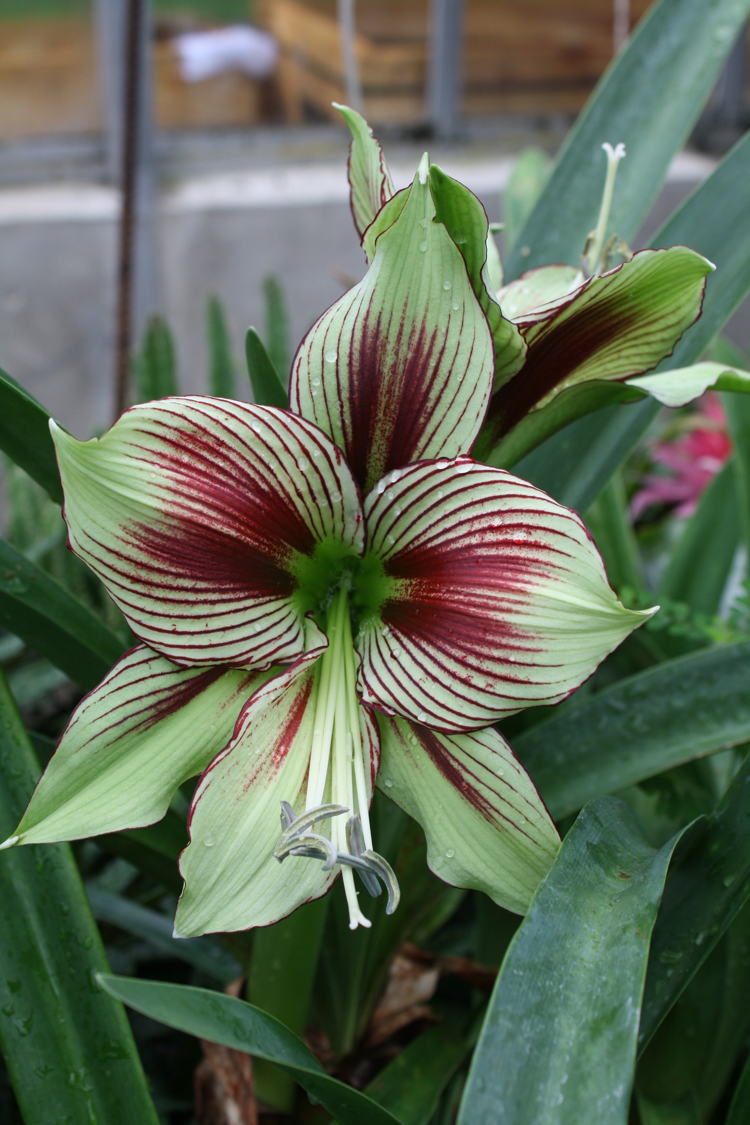 Beautiful Butterfly | URI Botanical Gardens Blog