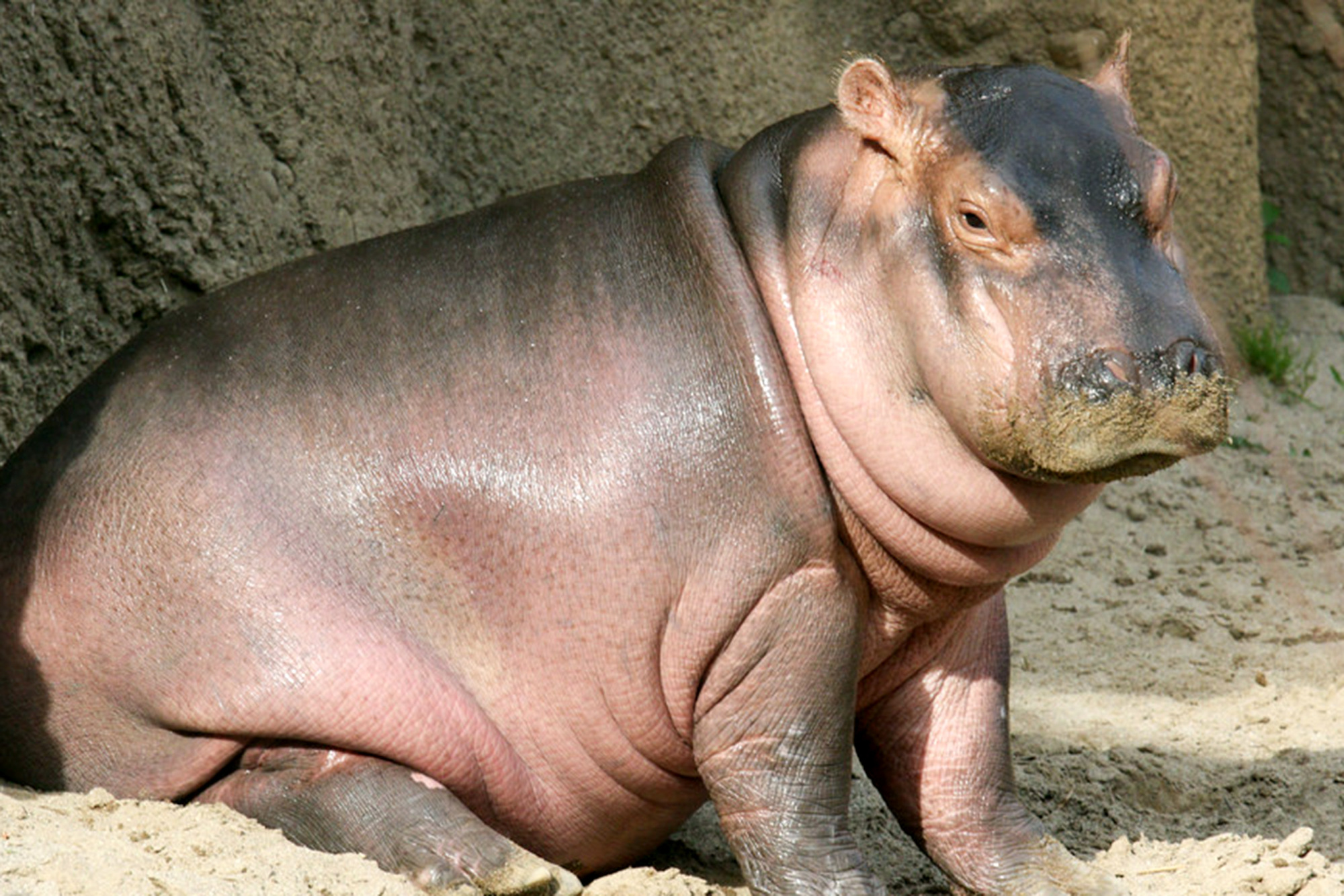 Fiona the Hippo: How she became an internet sensation | EW.com