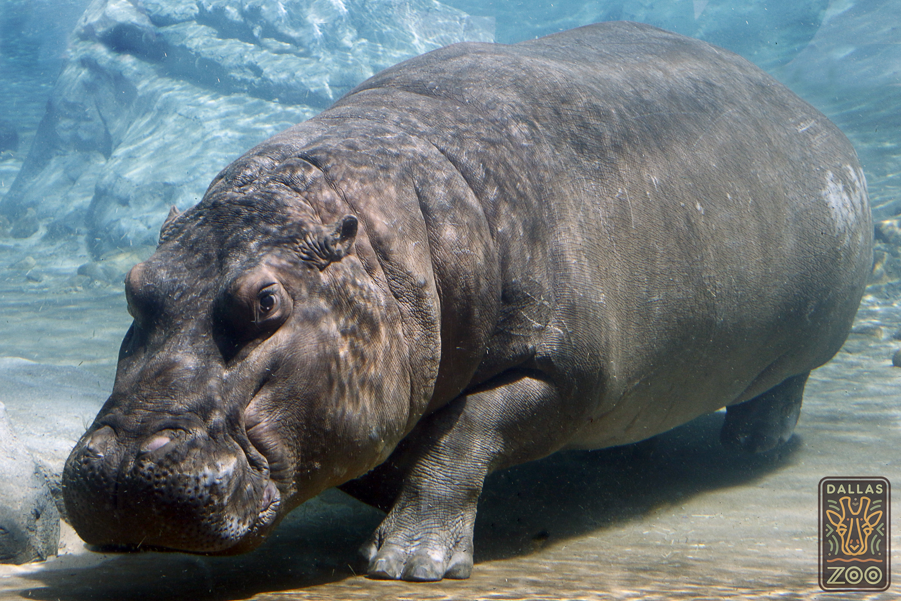 Hippo underwater photo