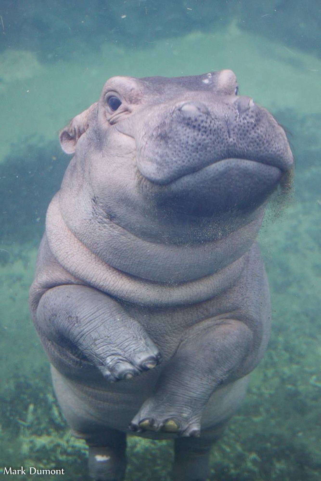 Fiona the Hippo is our newest reality star
