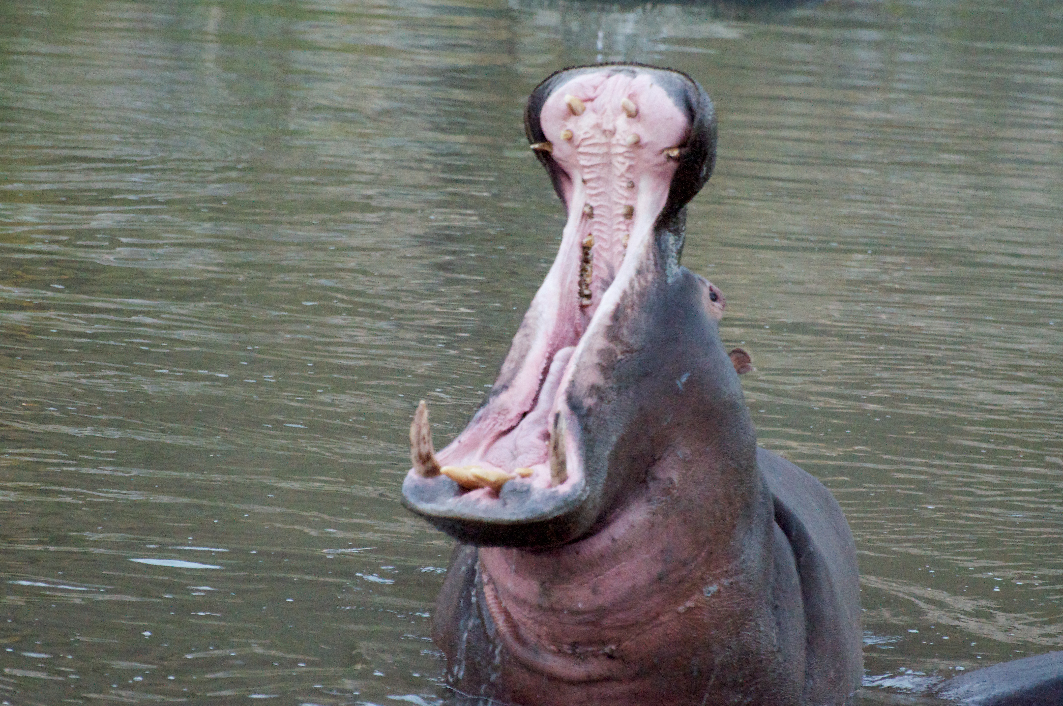 File:Hippo mouth opening.jpg - Wikimedia Commons