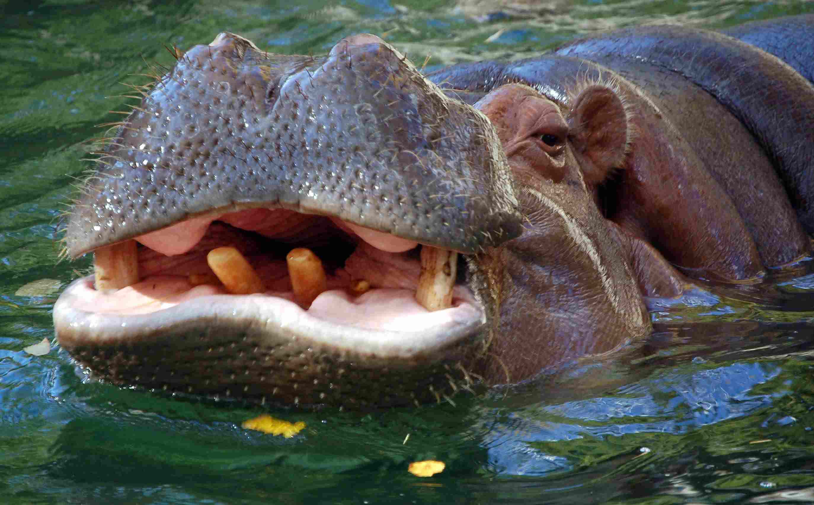 10 Essential Hippopotamus Facts