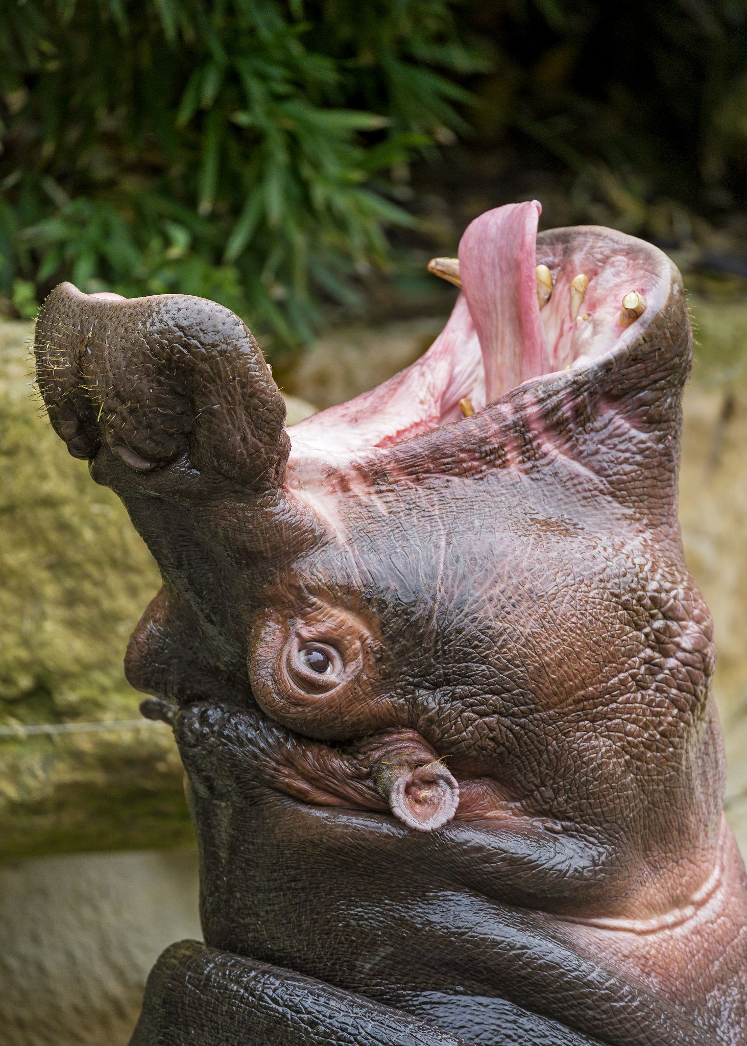 Hippo with open mouth to the stars! | Hippopotamus, Star and Animal