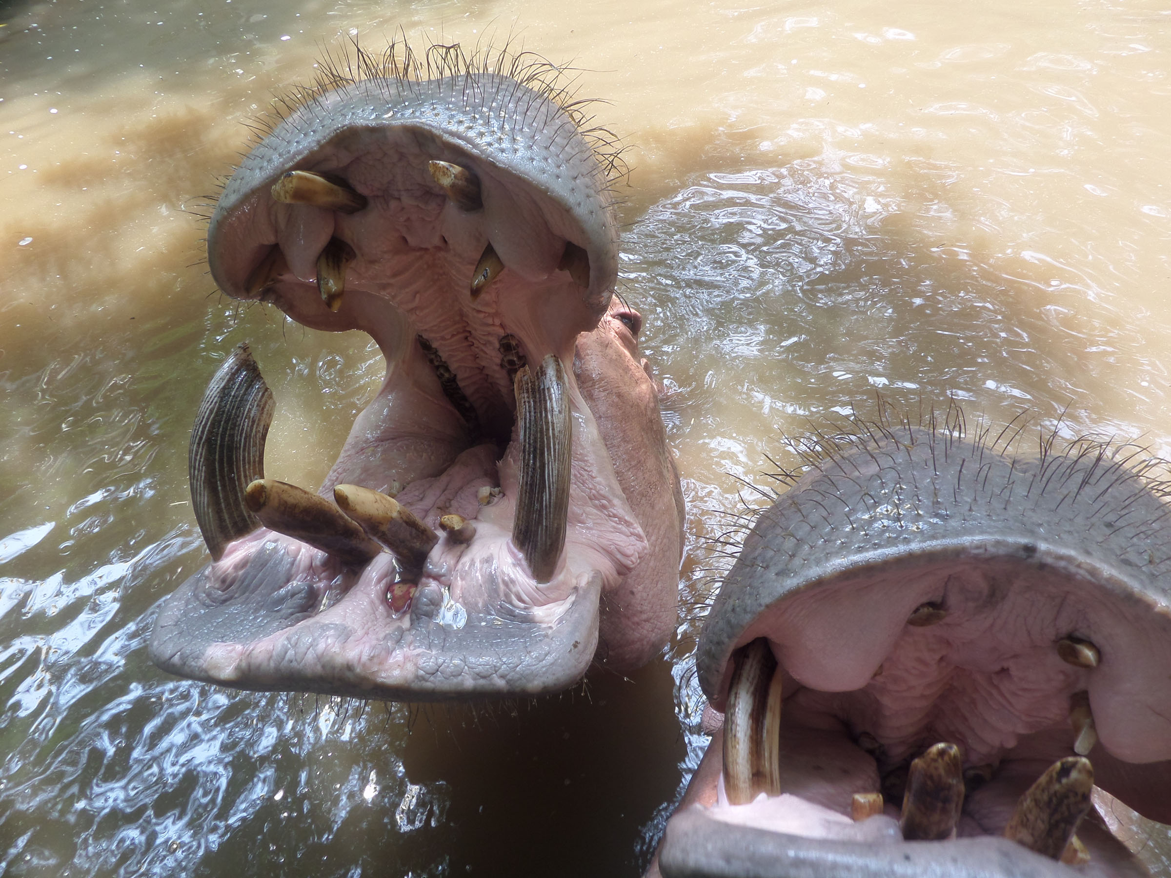 Hippo mouth photo