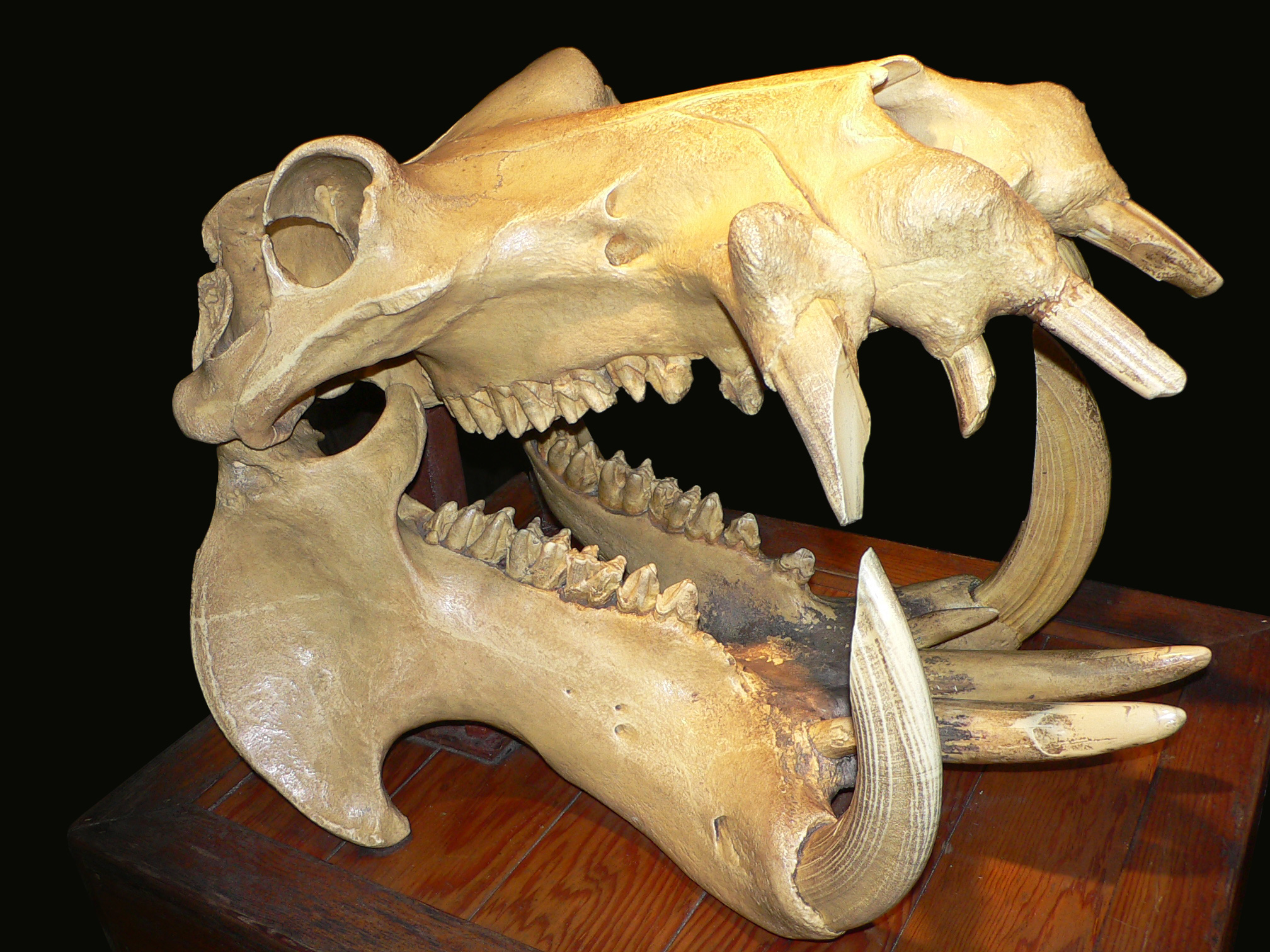 Hippo skull photo