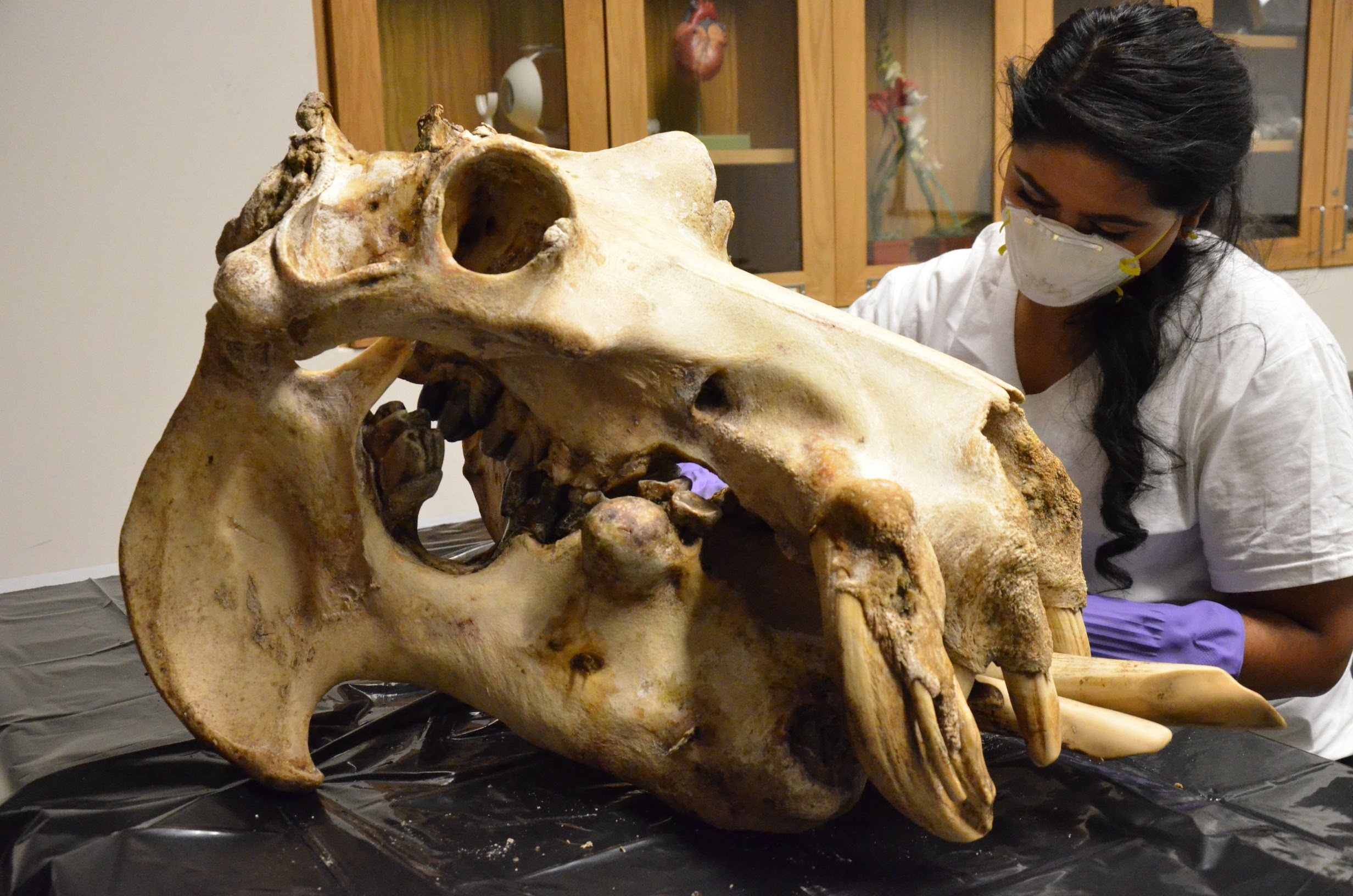 Preparing a Hippopotamus Skull for Display - YouTube