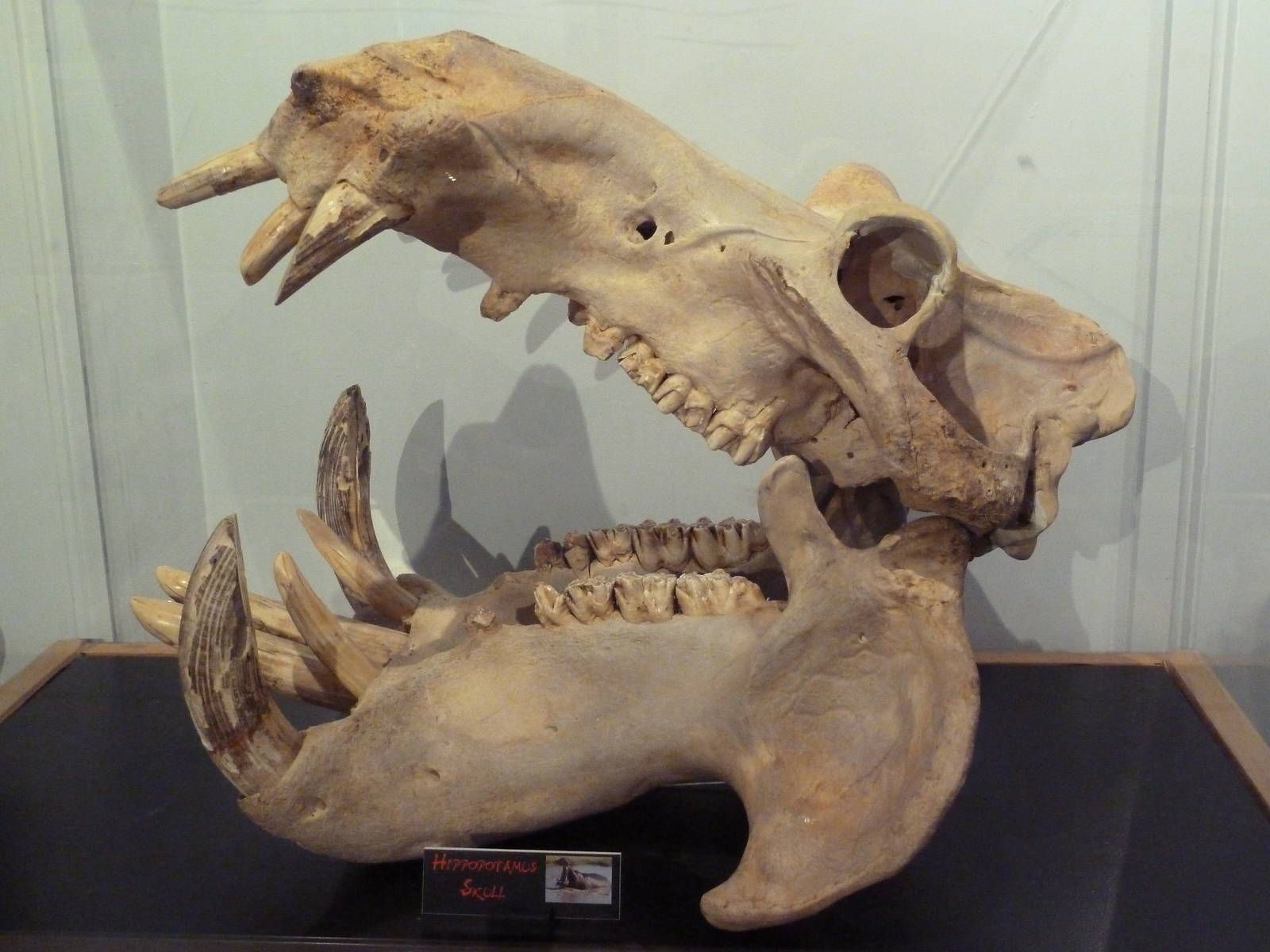 hippo skull | natural creatures | Pinterest | Animal anatomy, Animal ...