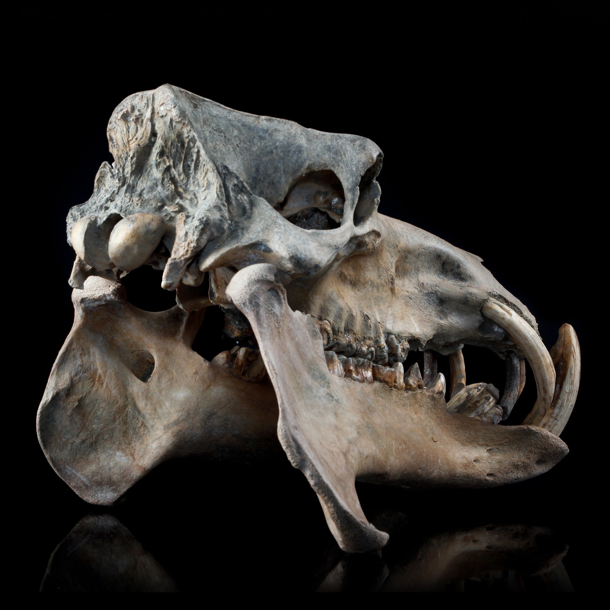 Hippopotamus Lemerlei Fossil Skull | House of Whitley