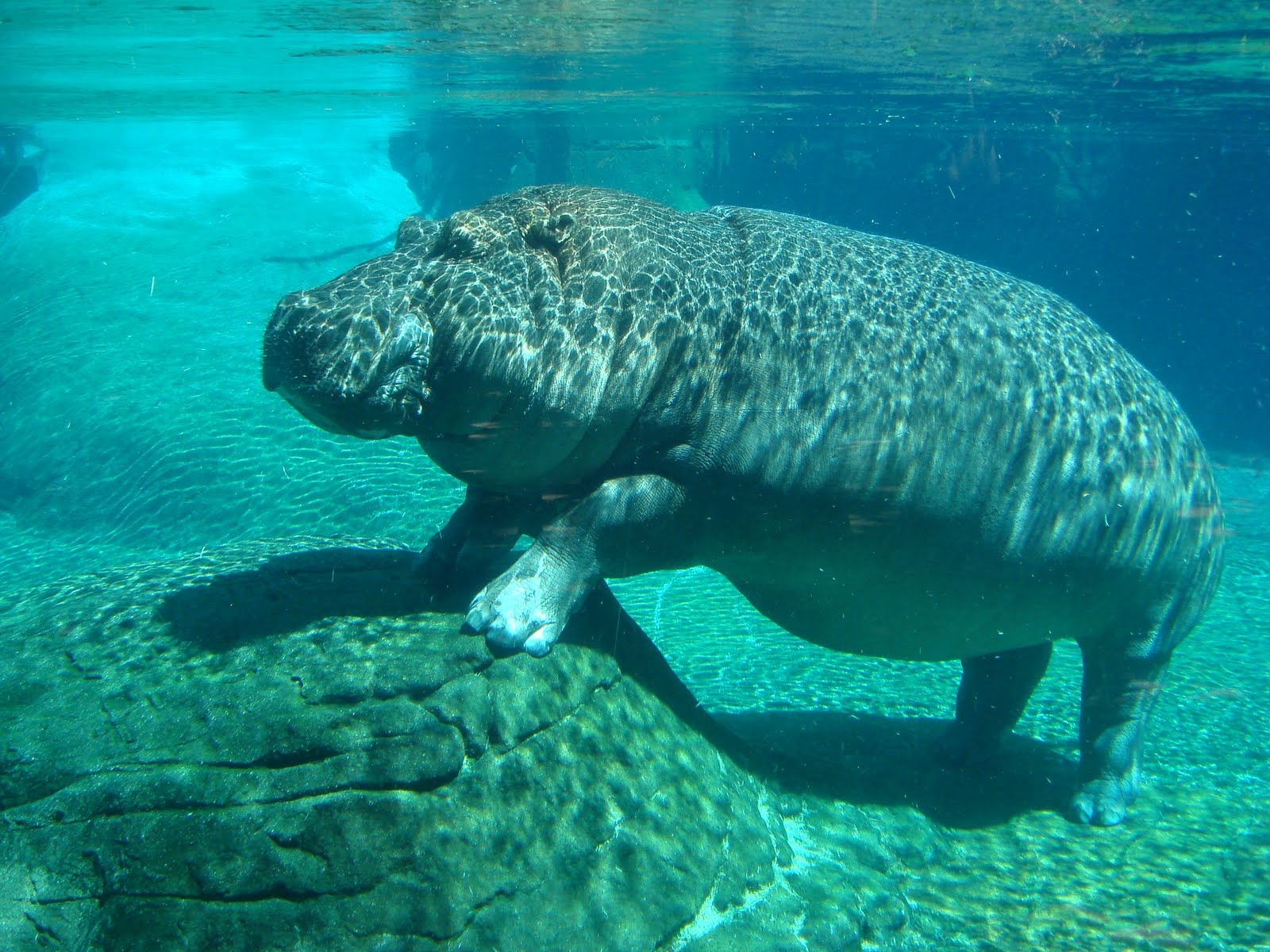 Underwater Hippo Pics And Wallpaper Free download for Desktop | Free ...
