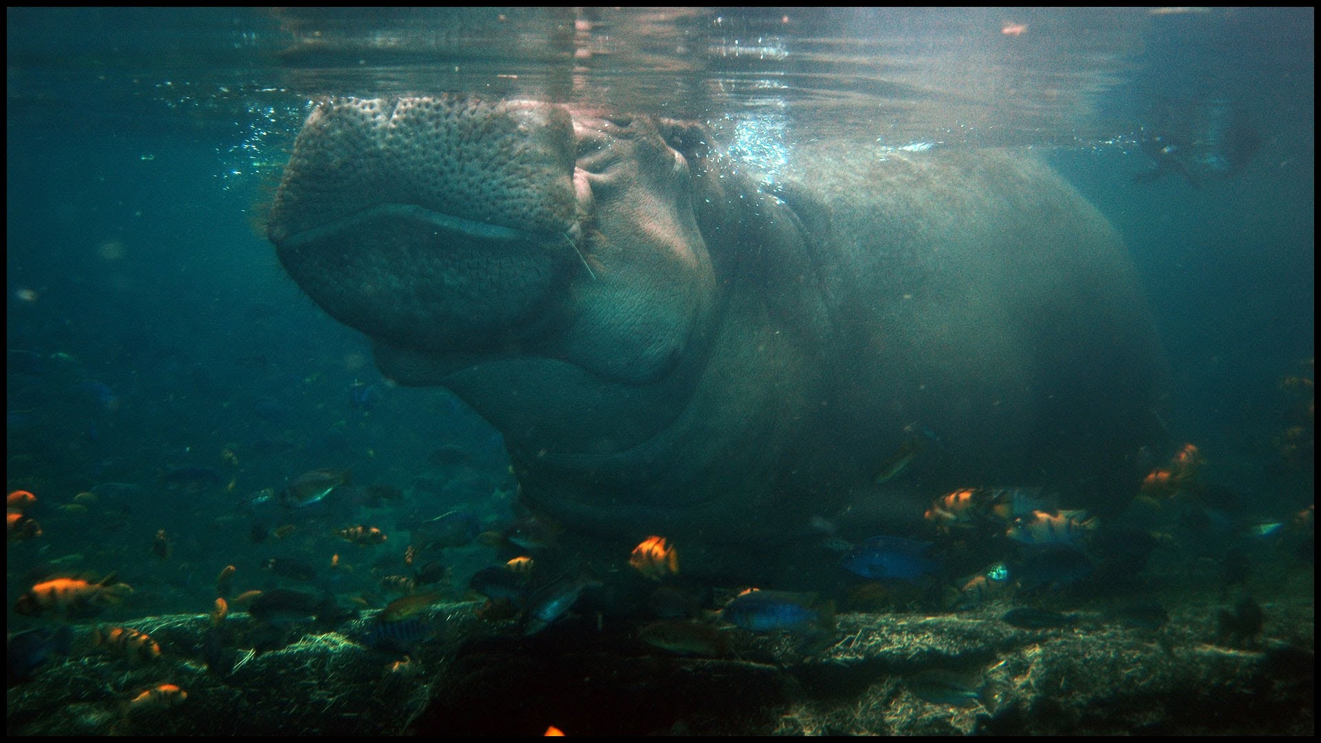 Hippo Holding Breath Under Water (Hippopotamus amphibius) - YouTube
