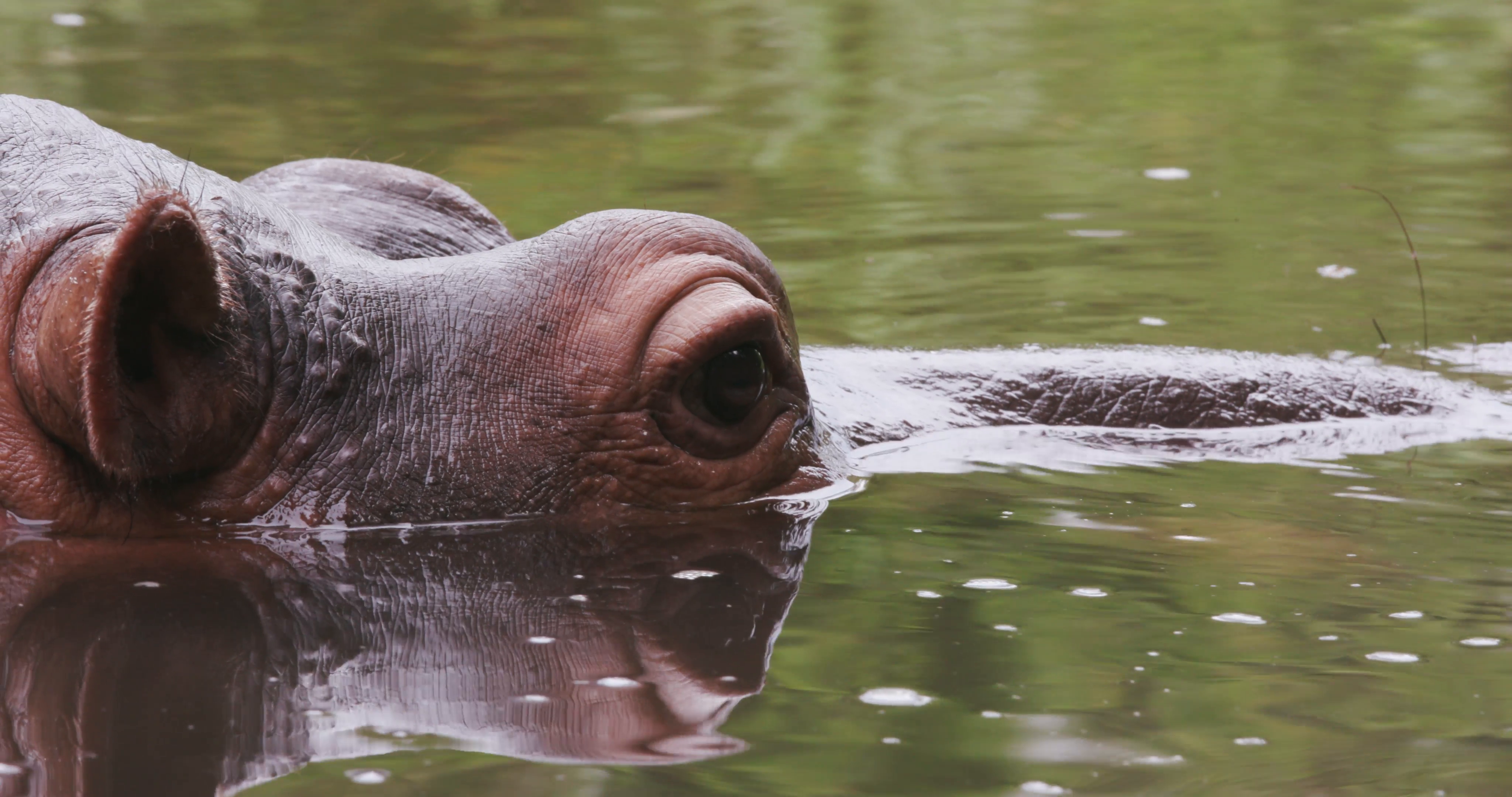 Close-up of hippo's face Stock Video Footage - Videoblocks
