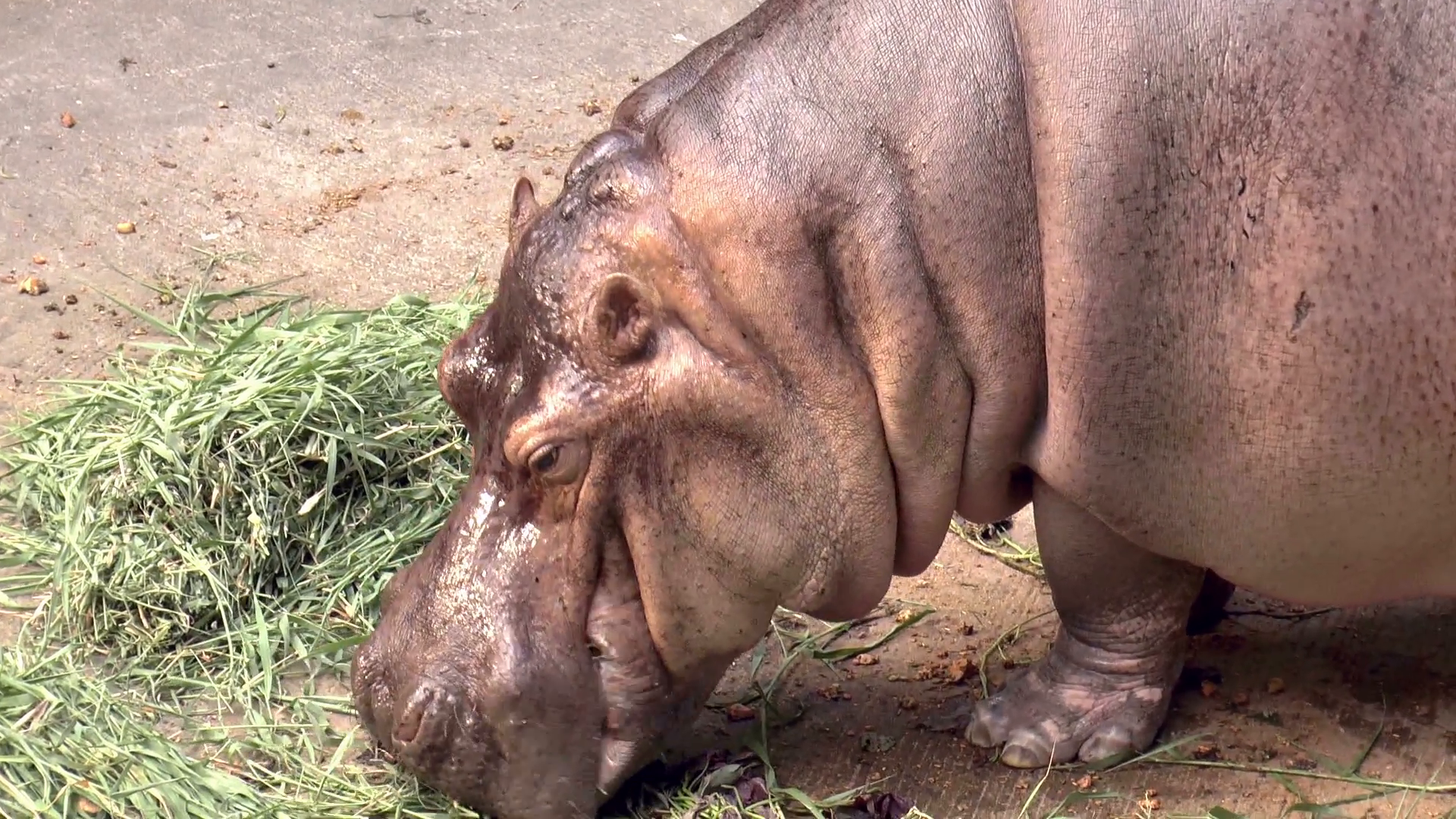 hippo close up - hippopotamus, river horse eating grass close up HD ...