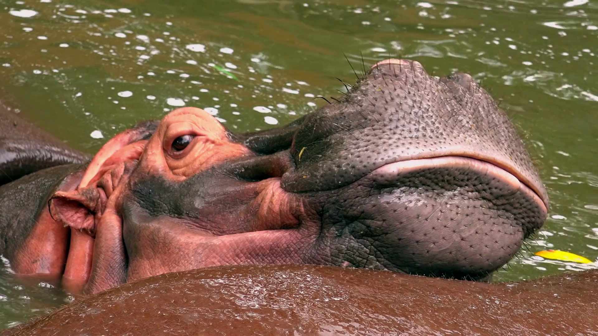 Close up hippopotamus enjoying diving in pond. Wild animal in its ...