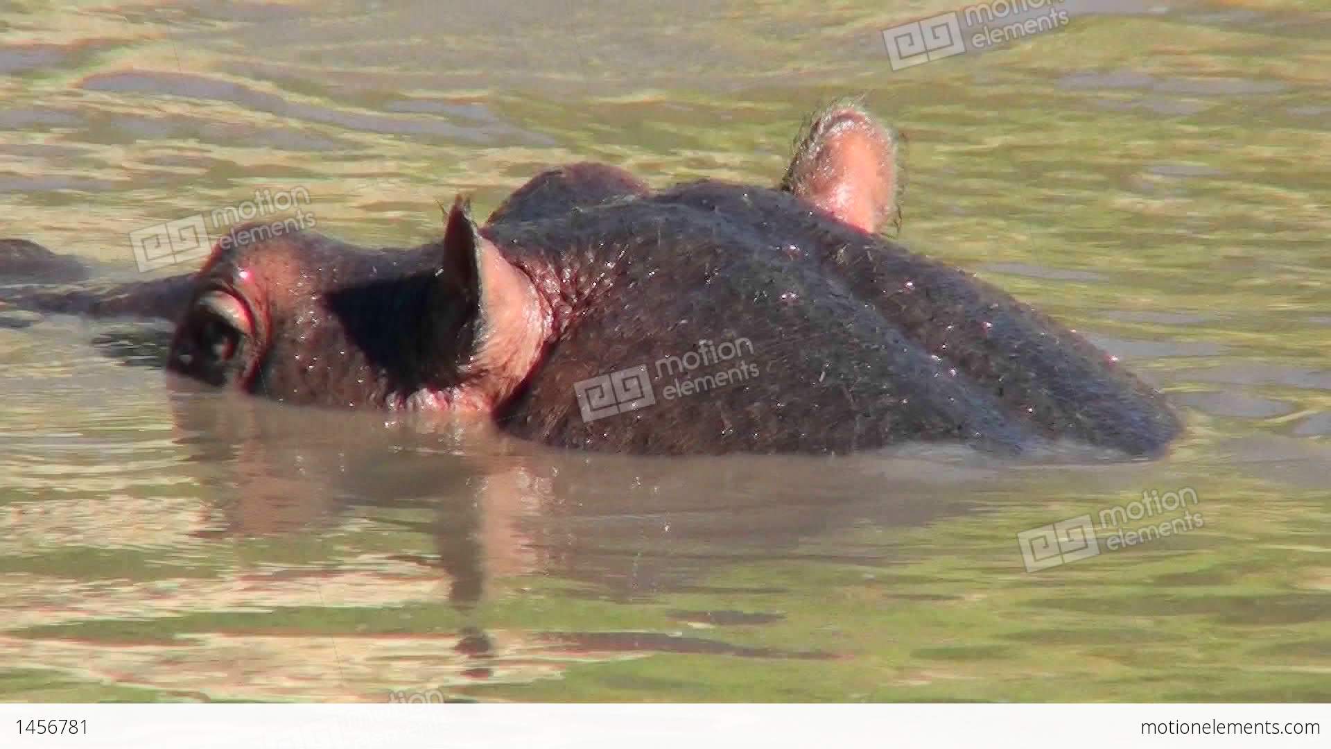 A Close Up Of A Hippo Head Peering Out Of A Watering Hole In Africa ...