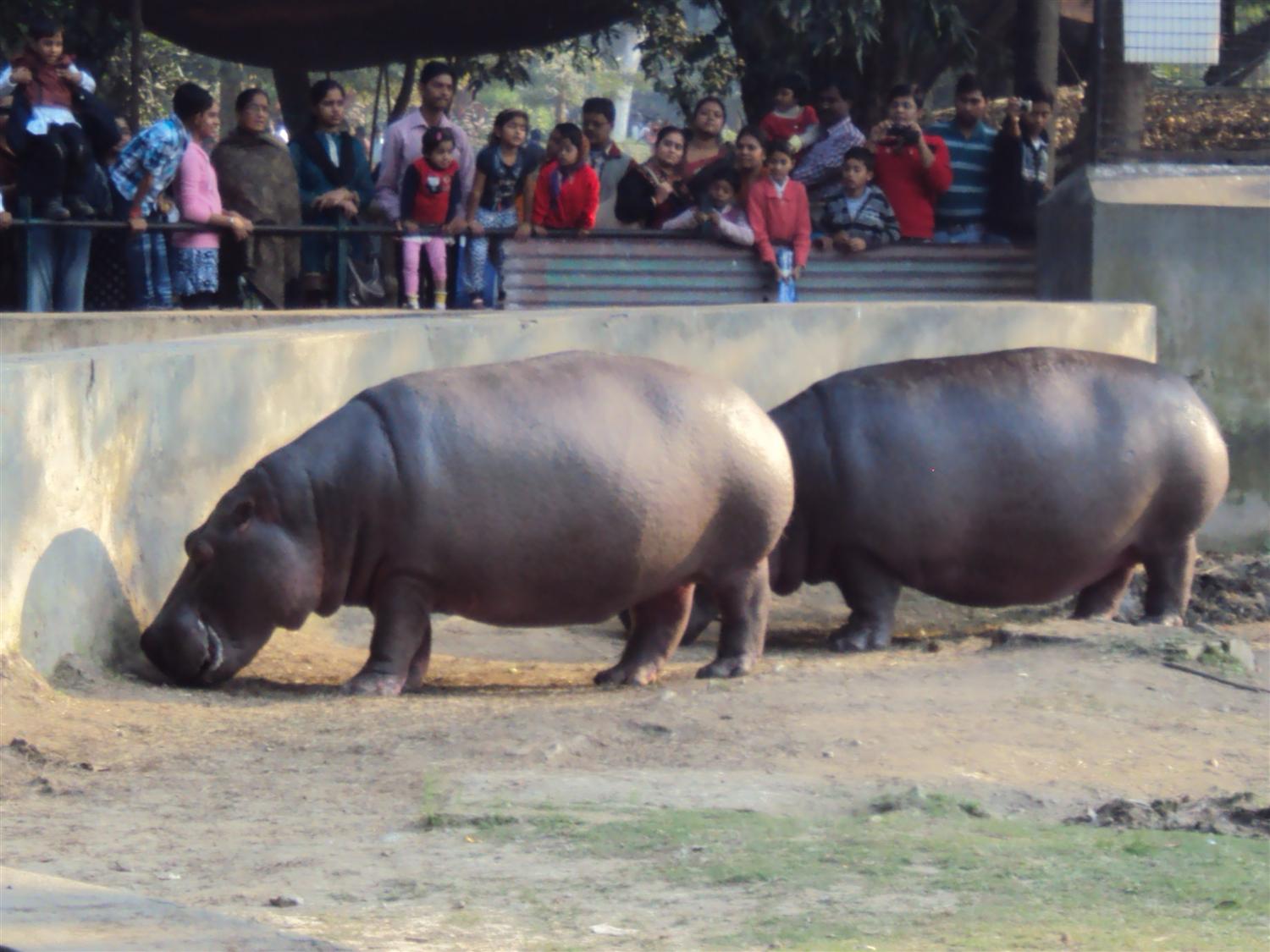 Hippopotamus at alipur zoo photo