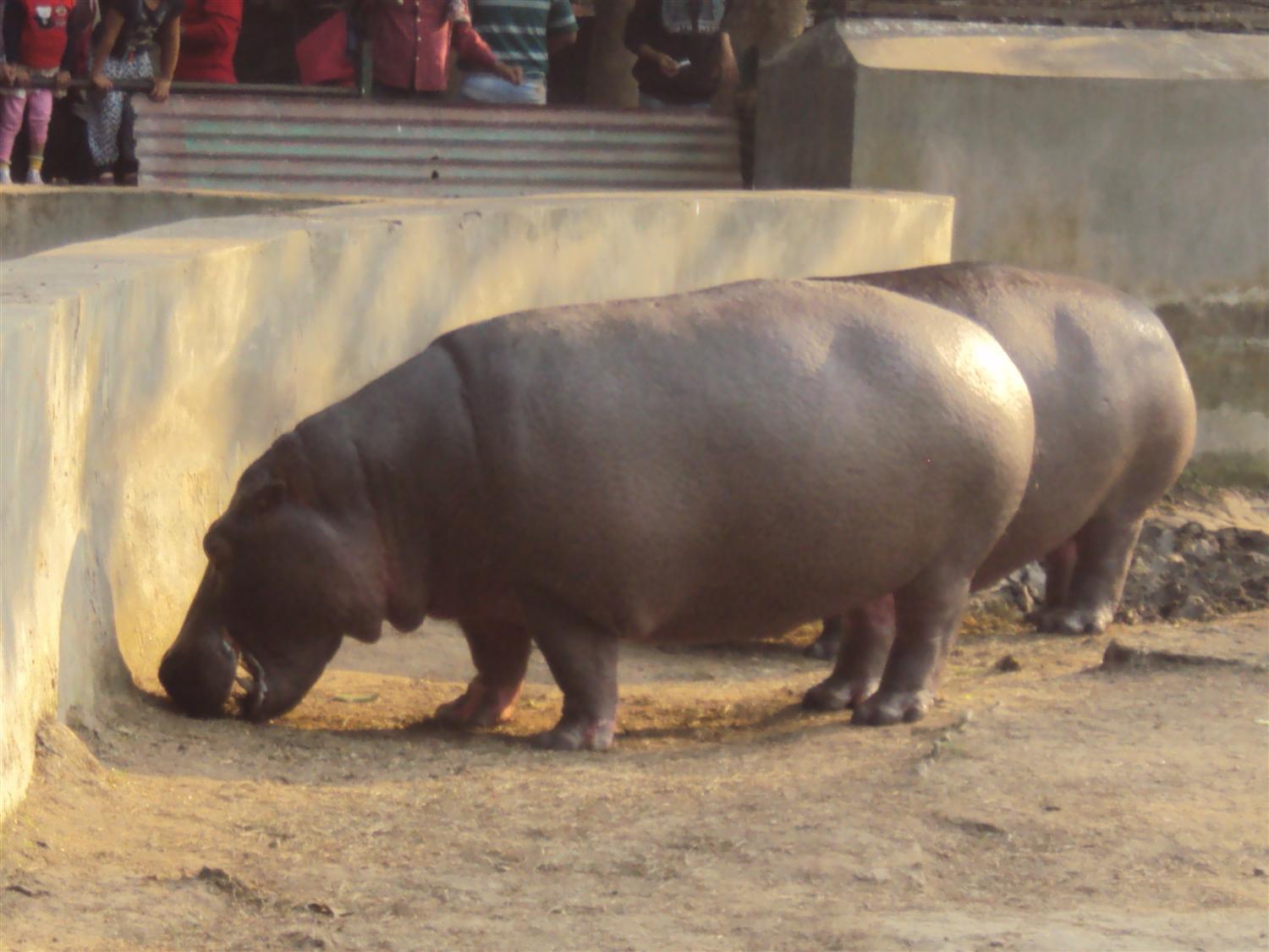 Hippopotamus at alipur zoological garden photo